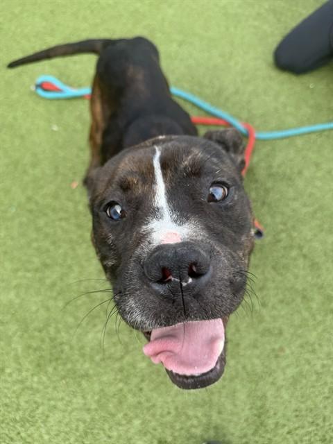 JAXON, Adoptable, Young Male Terrier.
