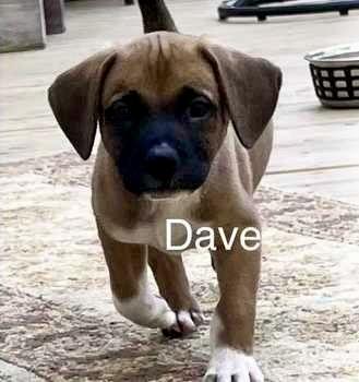 Enlarge Dave, an adopted mixed breed in Stuarts Draft, VA image 1/1