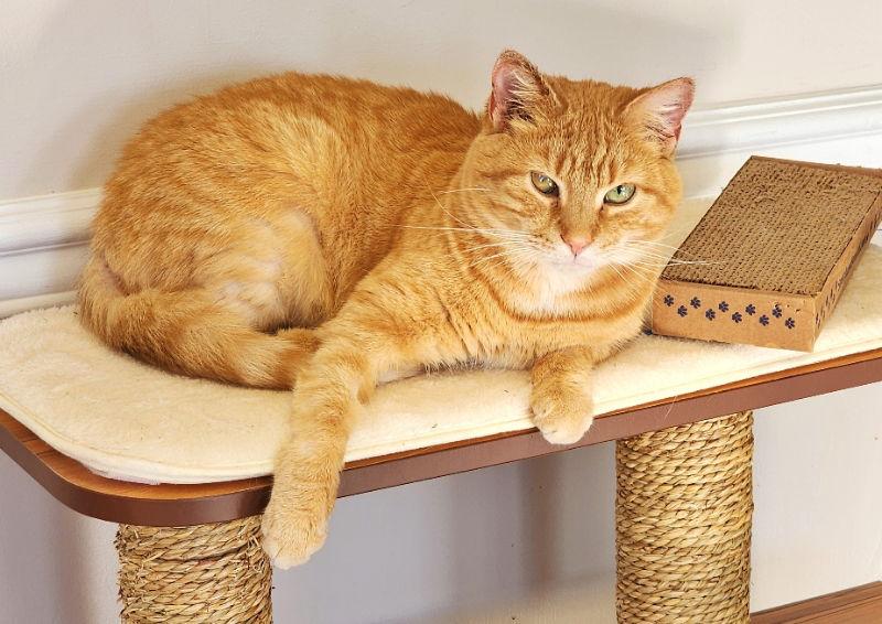 Enlarge Maizy, a Adoptable mixed breed in Gettysburg, PA image 1/3