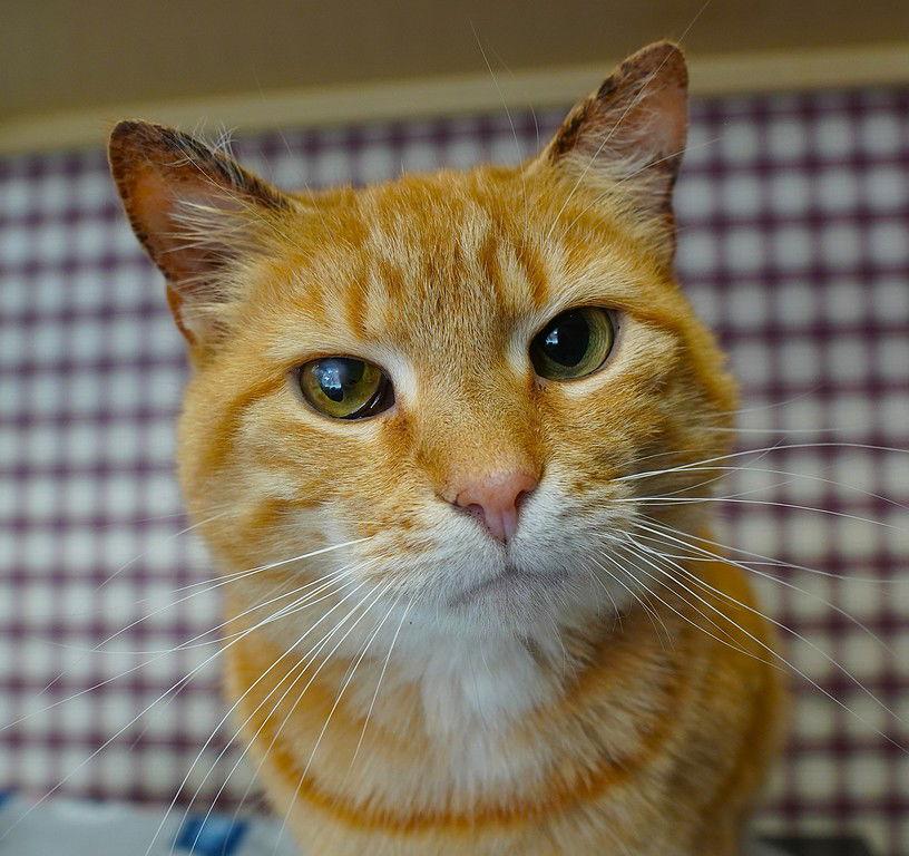 Enlarge Maizy, a Adoptable mixed breed in Gettysburg, PA image 2/3