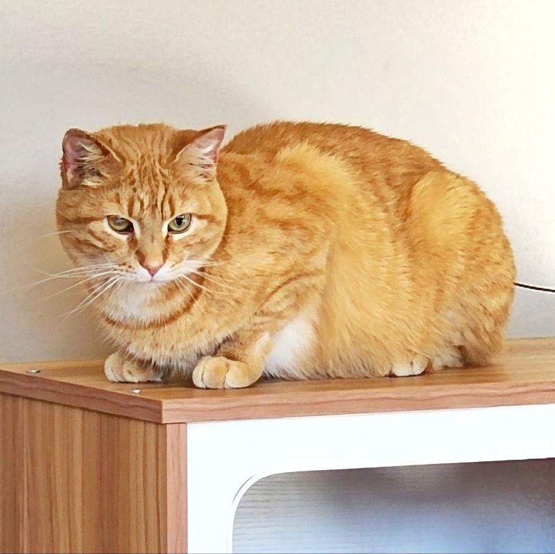 Enlarge Maizy, a Adoptable mixed breed in Gettysburg, PA image 3/3