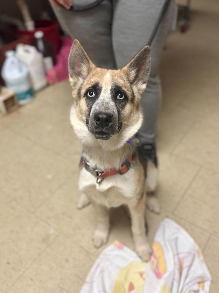 Enlarge June Bacon-Bercey, a Adoptable mixed breed in Chillicothe, OH image 1/1