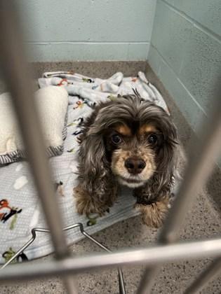 Chanel (bonded to Zoii) — thumbnail 3