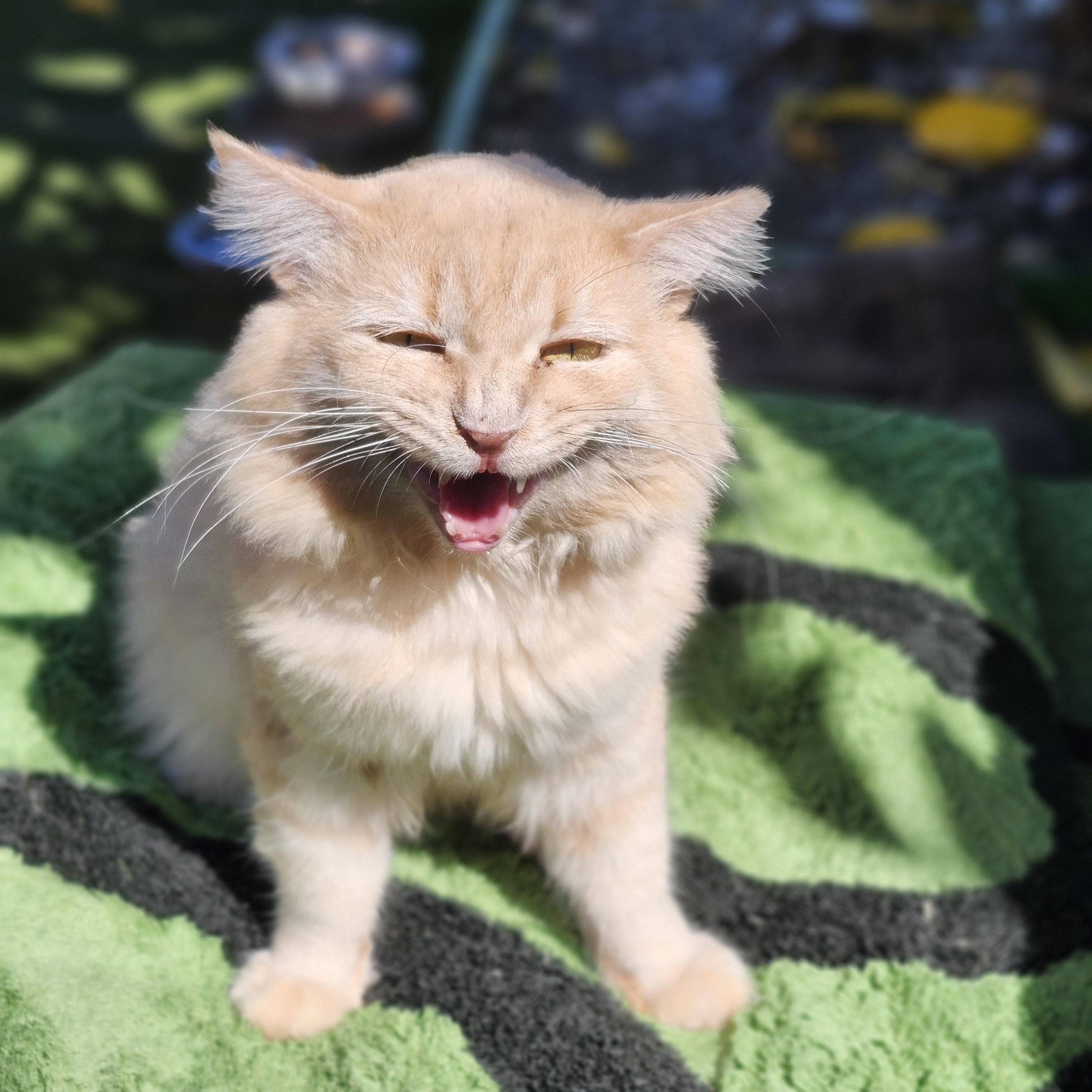 Lionel, a Adoptable Domestic Medium Hair in Long Beach, CA image 2/5