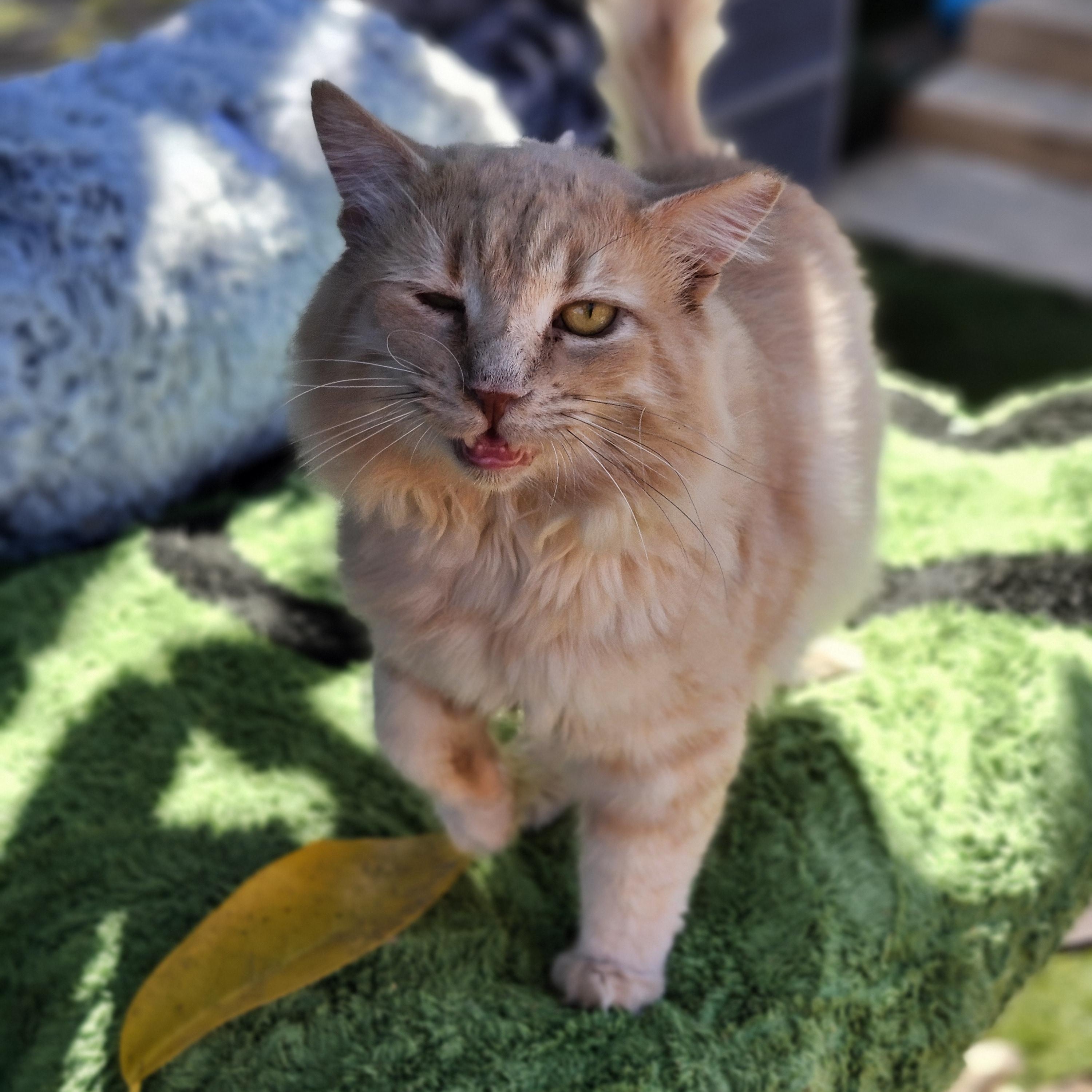 Lionel, a Adoptable Domestic Medium Hair in Long Beach, CA image 3/5