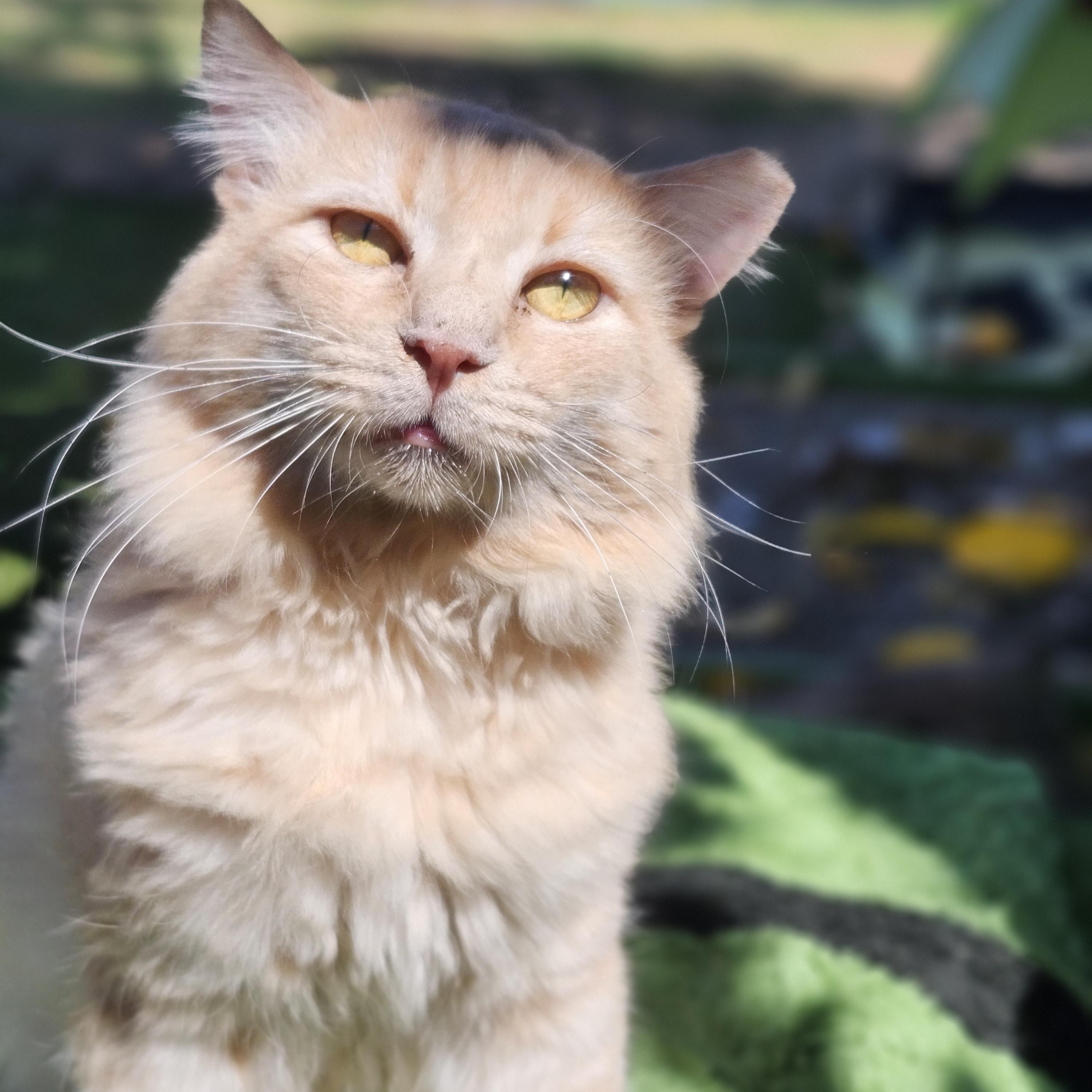 Lionel, Adoptable, Adult Male Domestic Medium Hair.