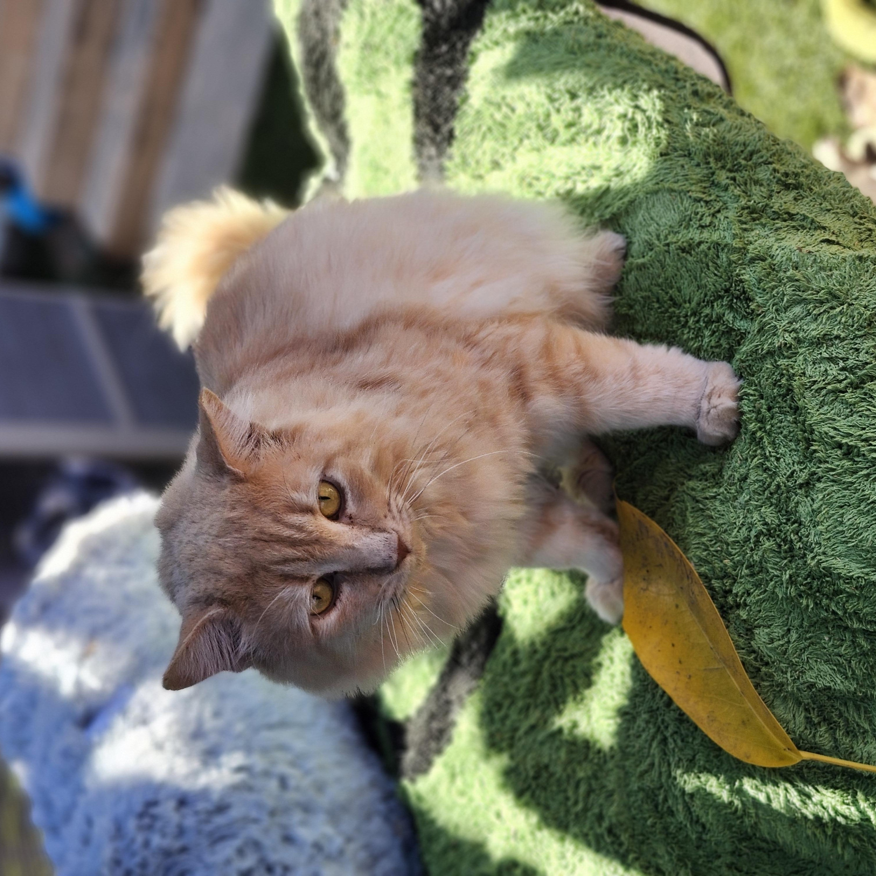 Lionel, a Adoptable Domestic Medium Hair in Long Beach, CA image 5/5