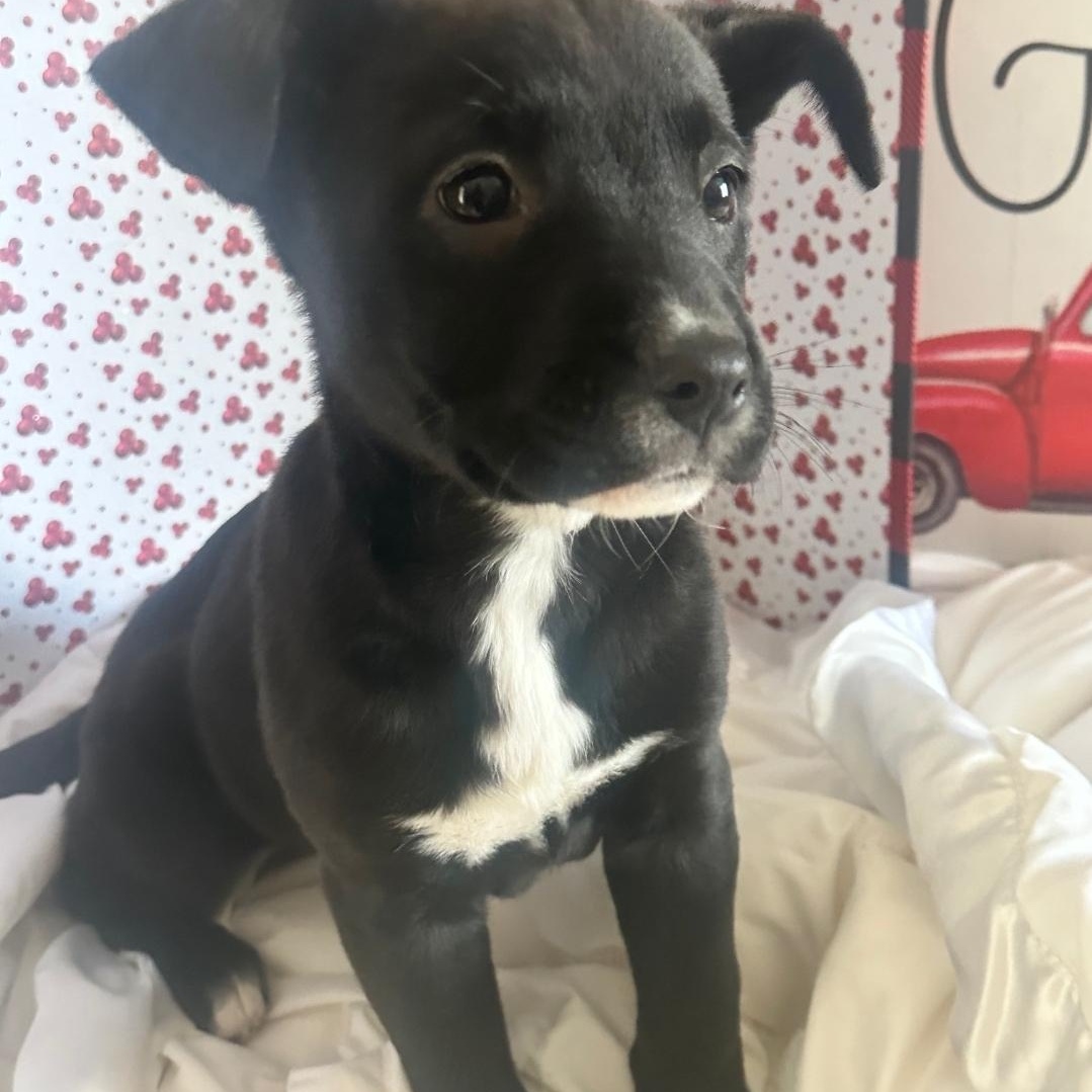 Jersey, adopted, Puppy Female Pit Bull Terrier & Labrador Retriever.