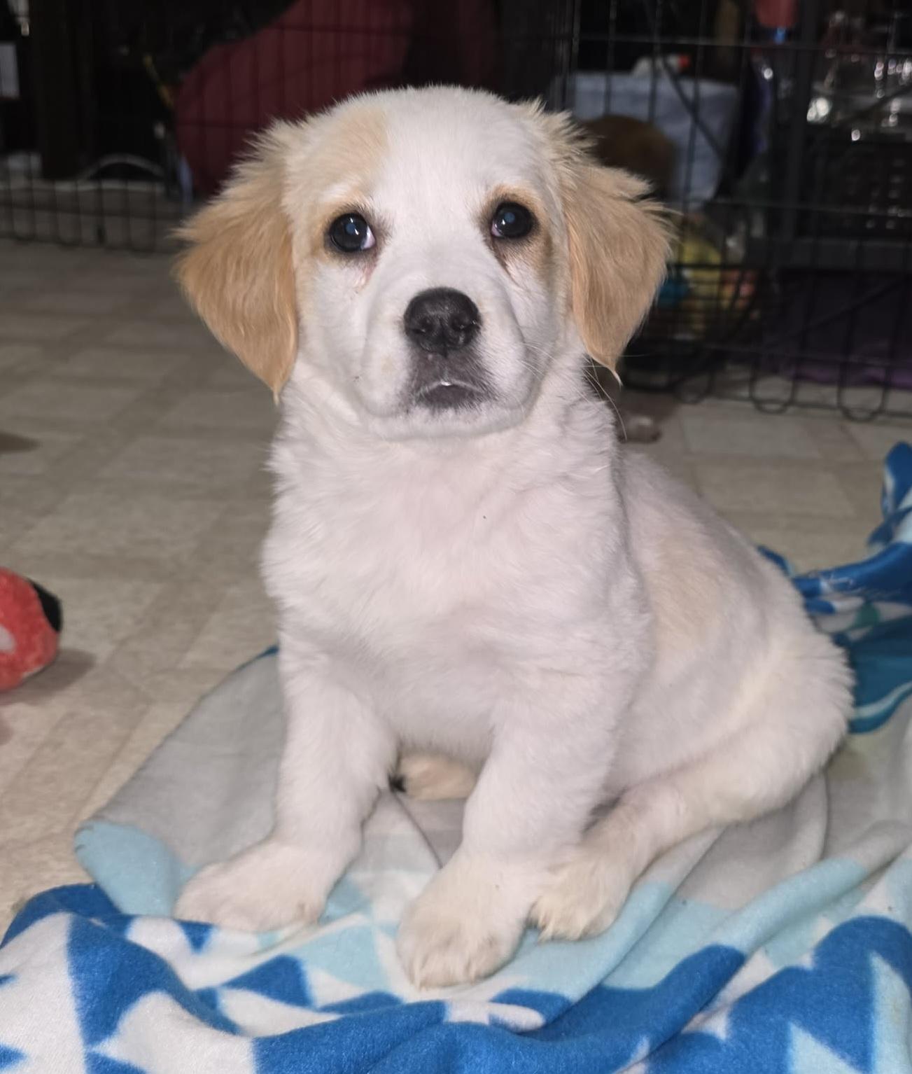 Dori, adopted, Puppy Female Labrador Retriever.