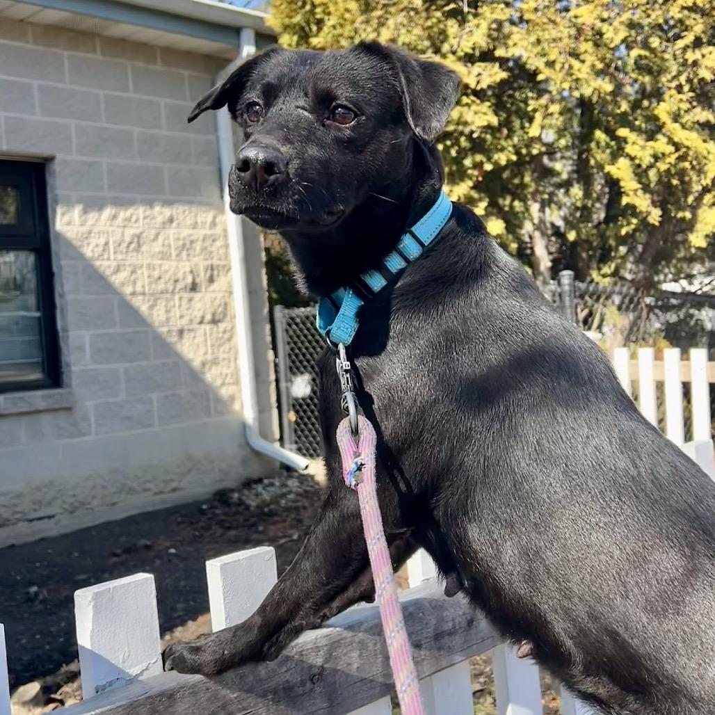 Enlarge Tariel, a Adoptable Black Labrador Retriever in Deerfield, IL image 1/3