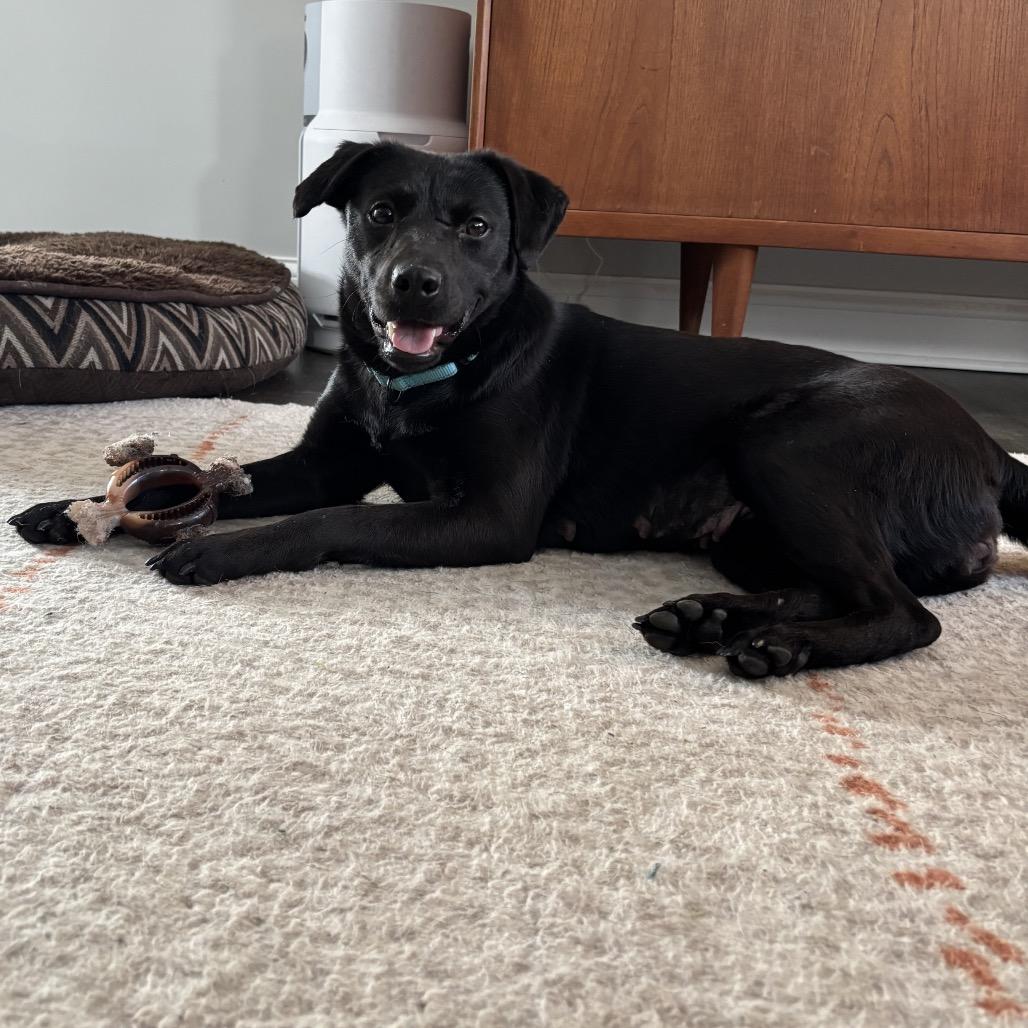 Enlarge Tariel, a Adoptable Black Labrador Retriever in Deerfield, IL image 2/3