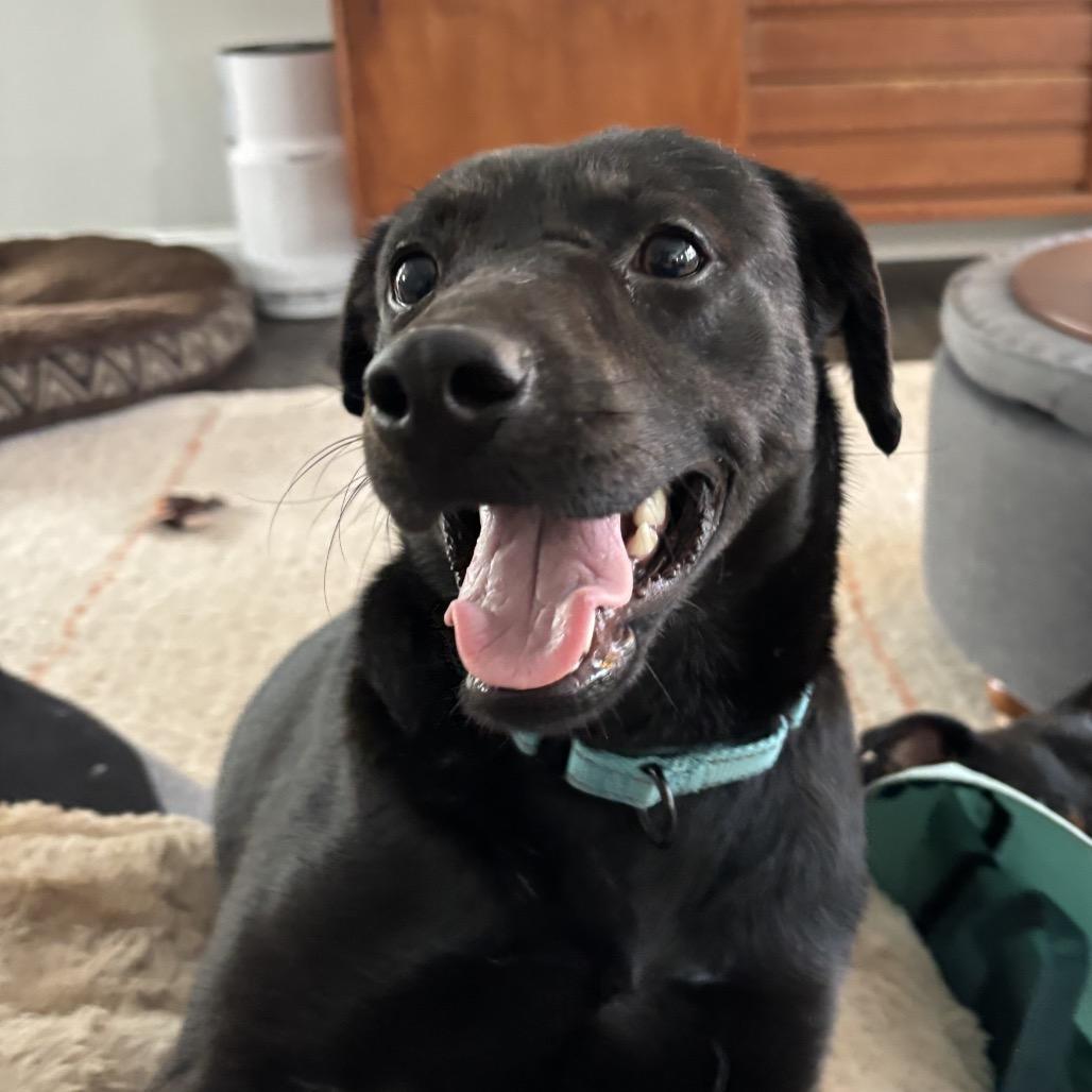 Enlarge Tariel, a Adoptable Black Labrador Retriever in Deerfield, IL image 3/3