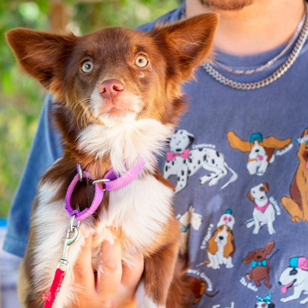 Enlarge Pea, a Adoptable mixed breed in Hattiesburg, MS image 1/2