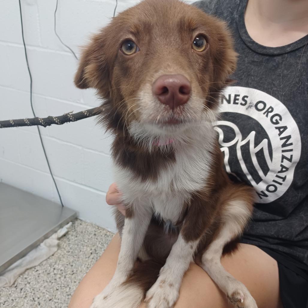 Enlarge Pea, a Adoptable mixed breed in Hattiesburg, MS image 2/2