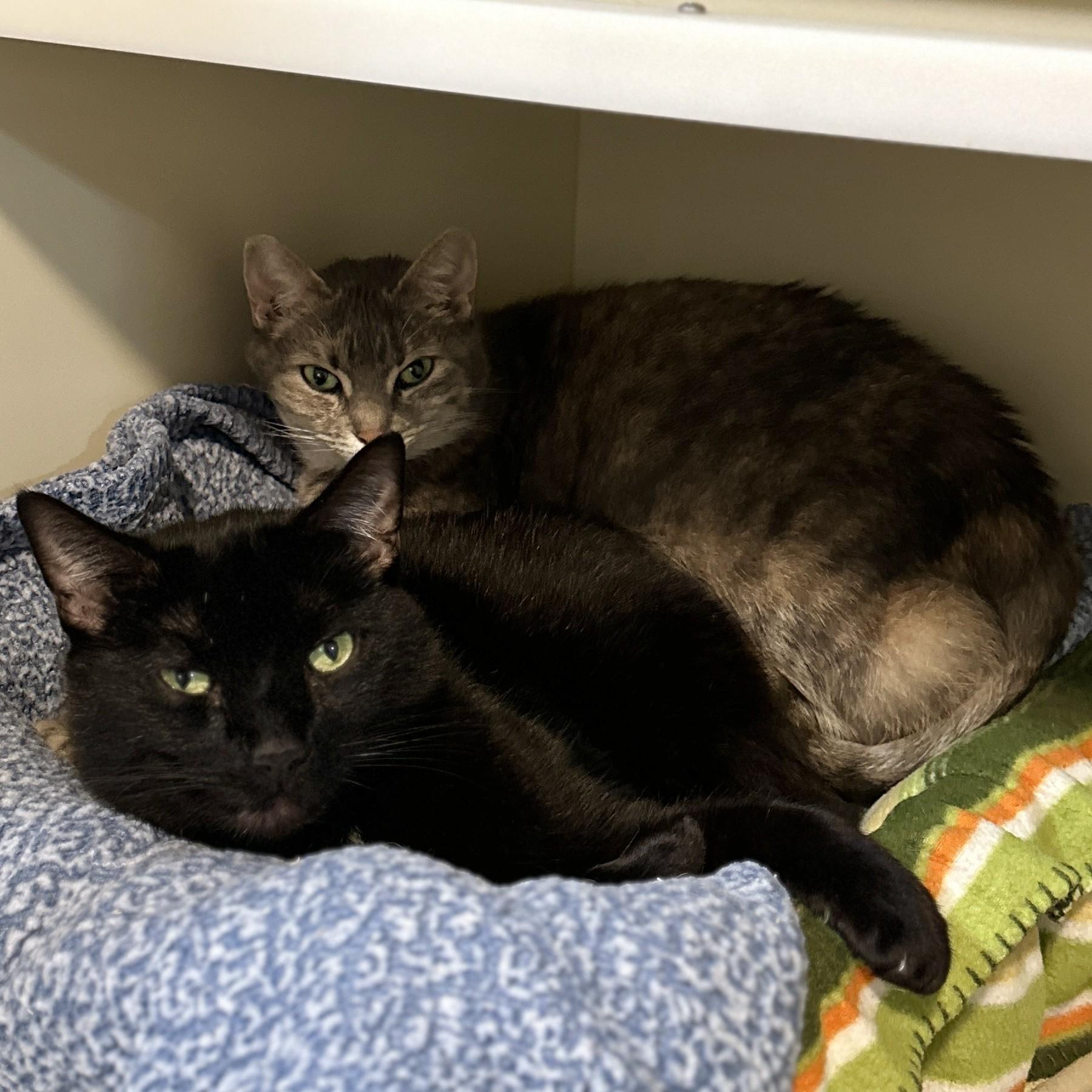 Paulie, a Adoptable Domestic Short Hair in Victor, NY image 5/6