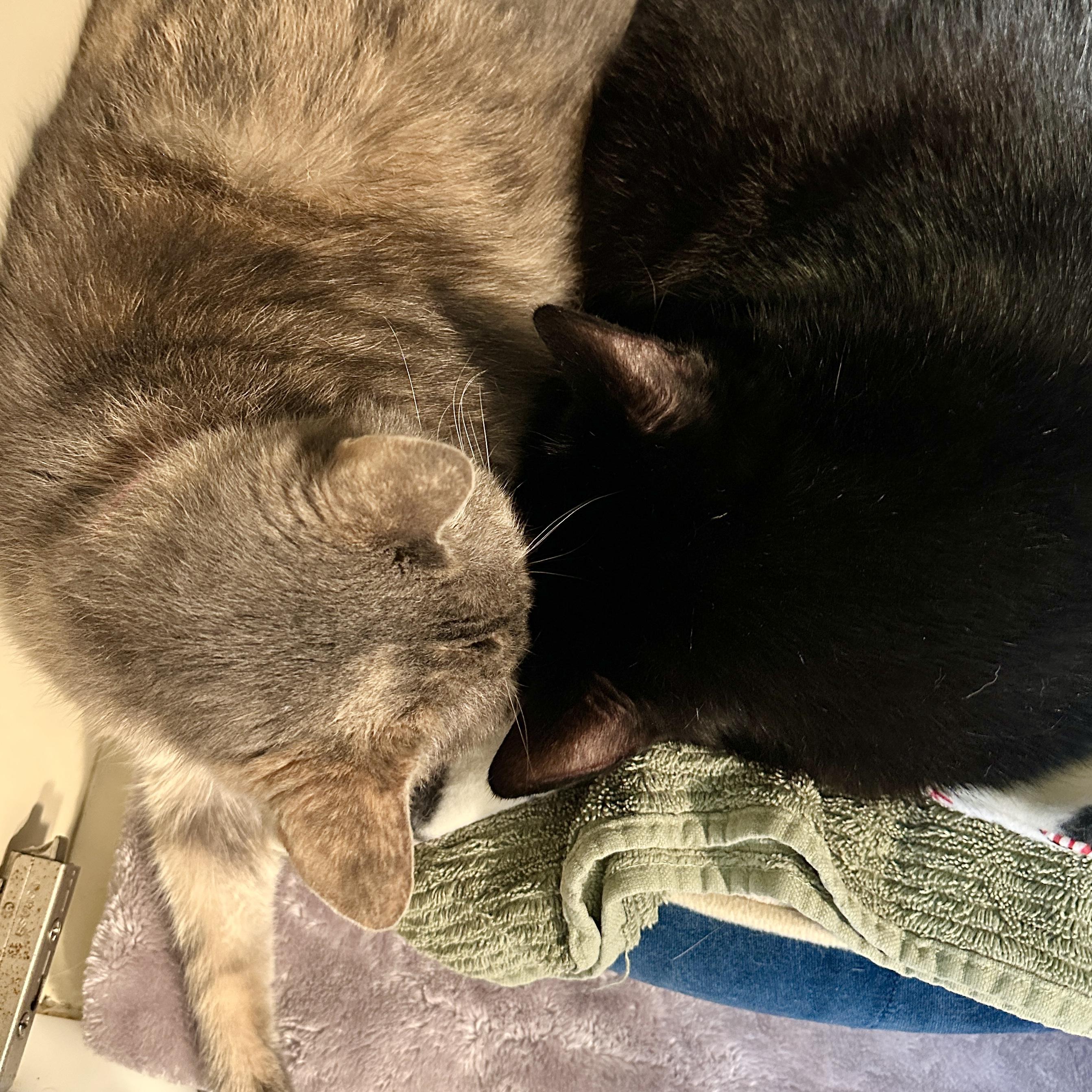 Paulie, a Adoptable Domestic Short Hair in Victor, NY image 6/6