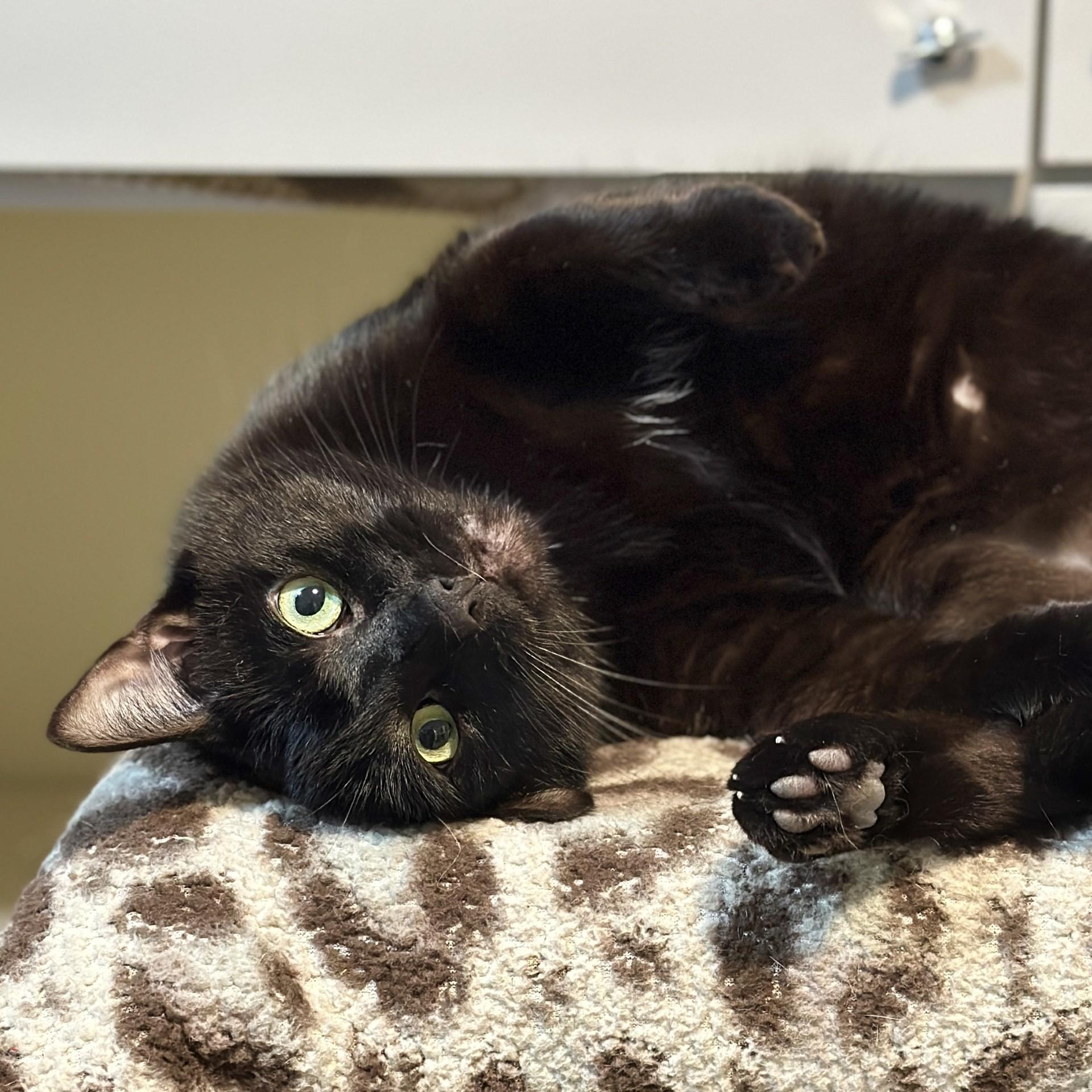 Paulie, a Adoptable Domestic Short Hair in Victor, NY image 3/6