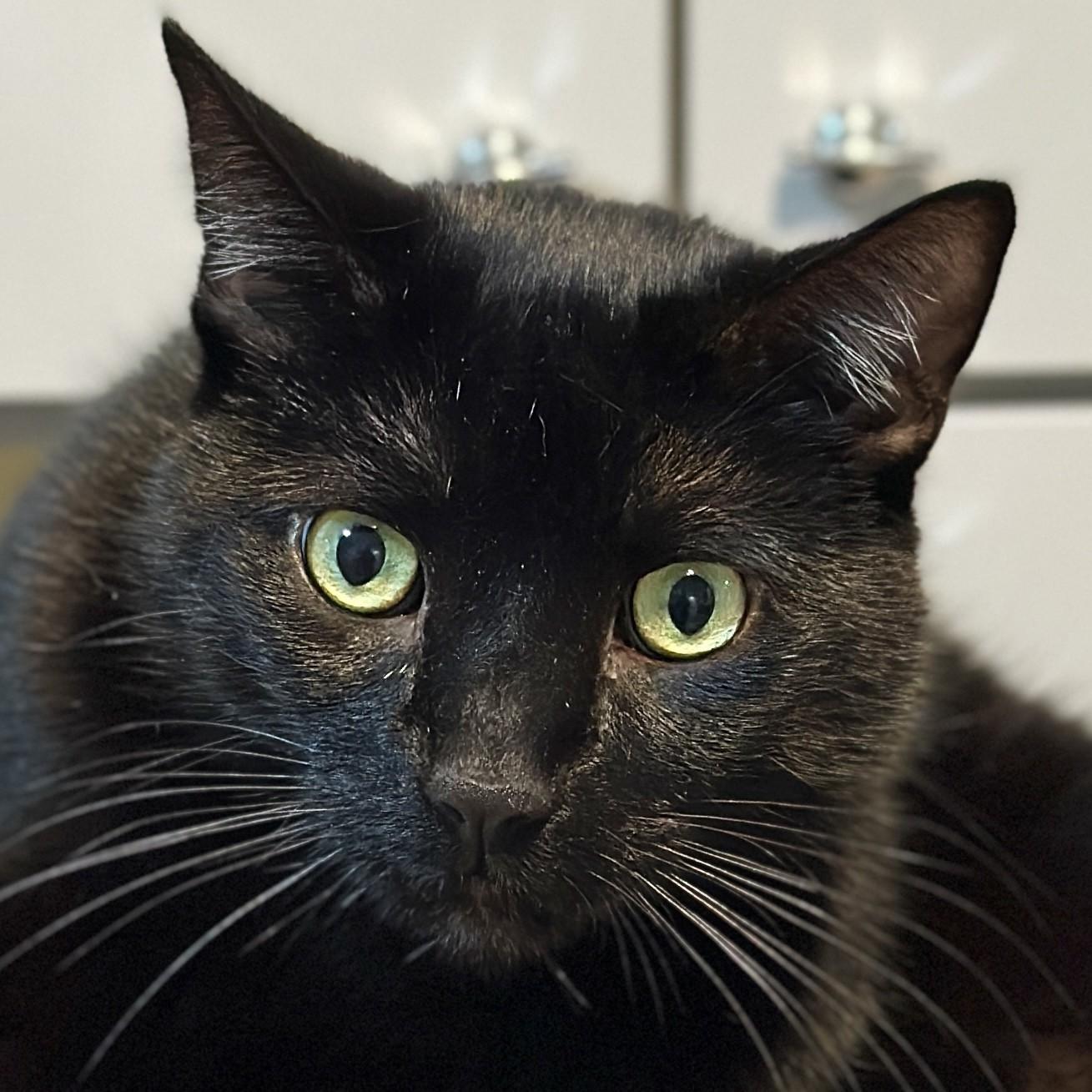 Paulie, Adoptable, Adult Male Domestic Short Hair.