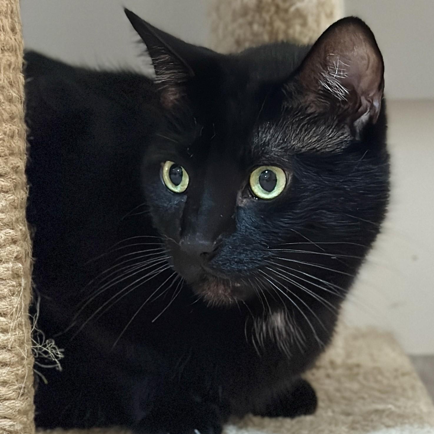 Paulie, a Adoptable Domestic Short Hair in Victor, NY image 2/6