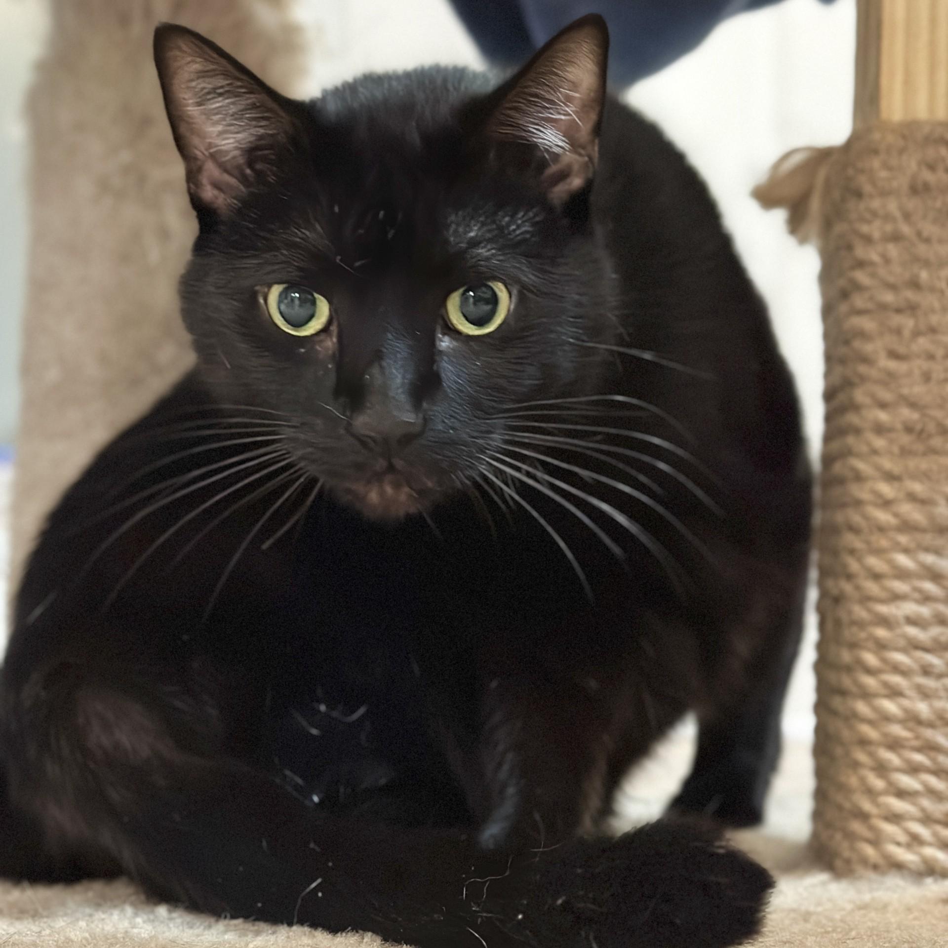 Paulie, a Adoptable Domestic Short Hair in Victor, NY image 4/6