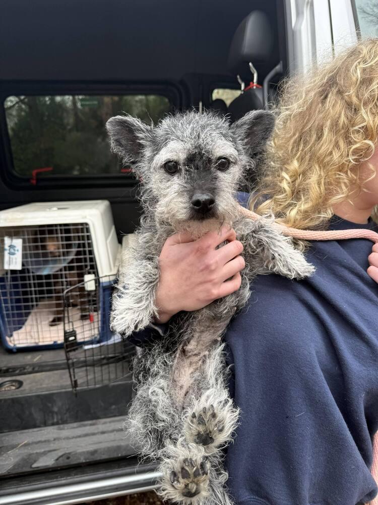 Scrub Mommy, Adoptable, Adult Female Mixed Breed.