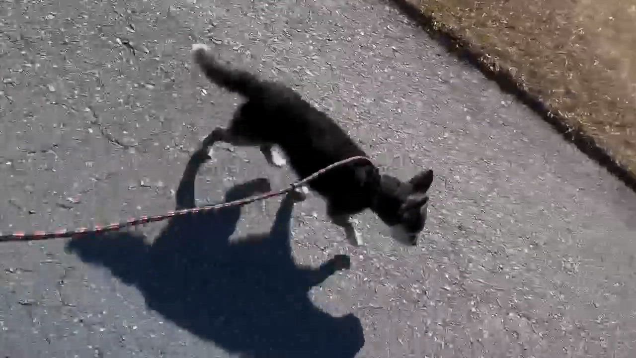 Enlarge Scrub Mommy, a Adoptable mixed breed in Wayne, NJ video 2/2