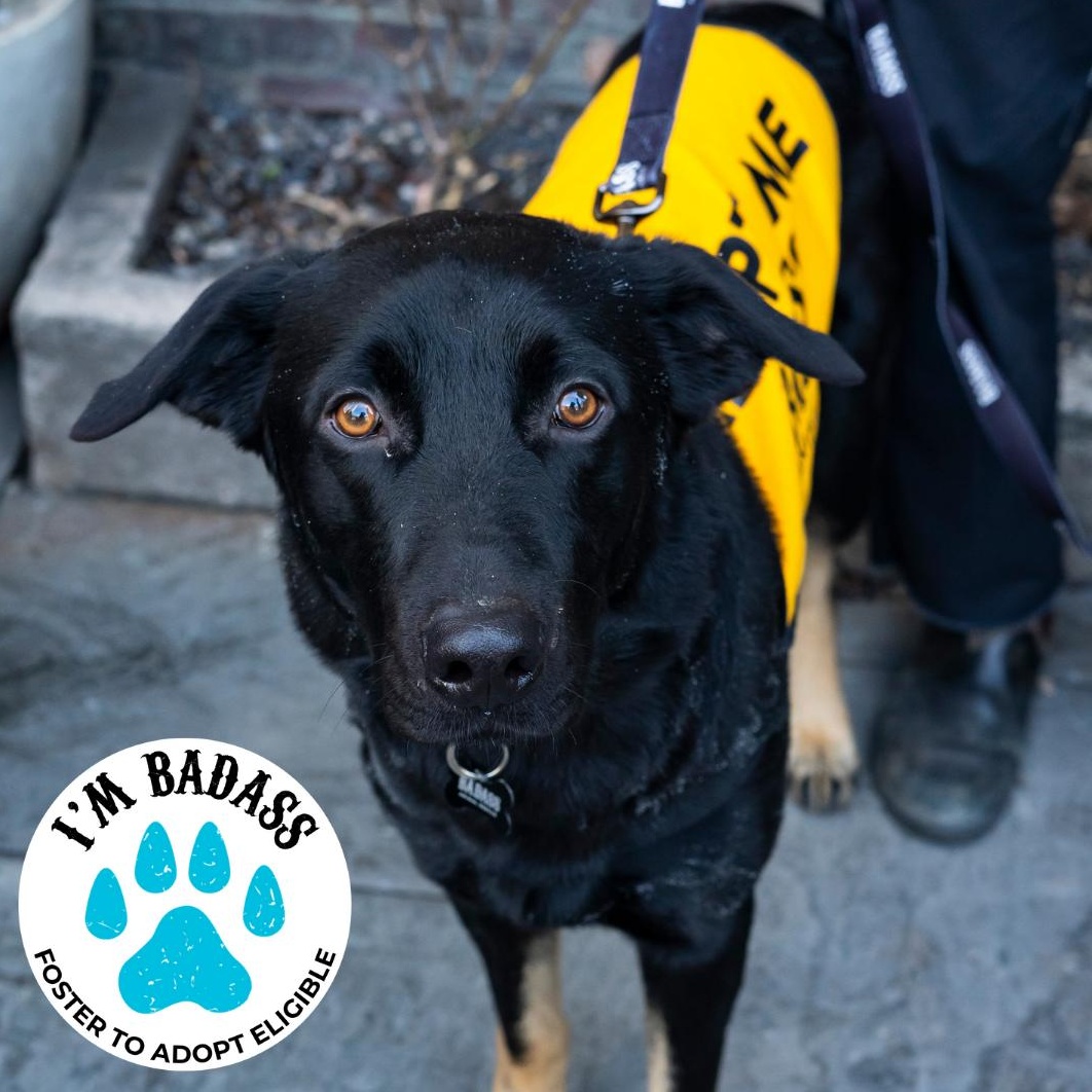 Enlarge Boots, a Adoptable mixed breed in Brooklyn, NY image 1/6