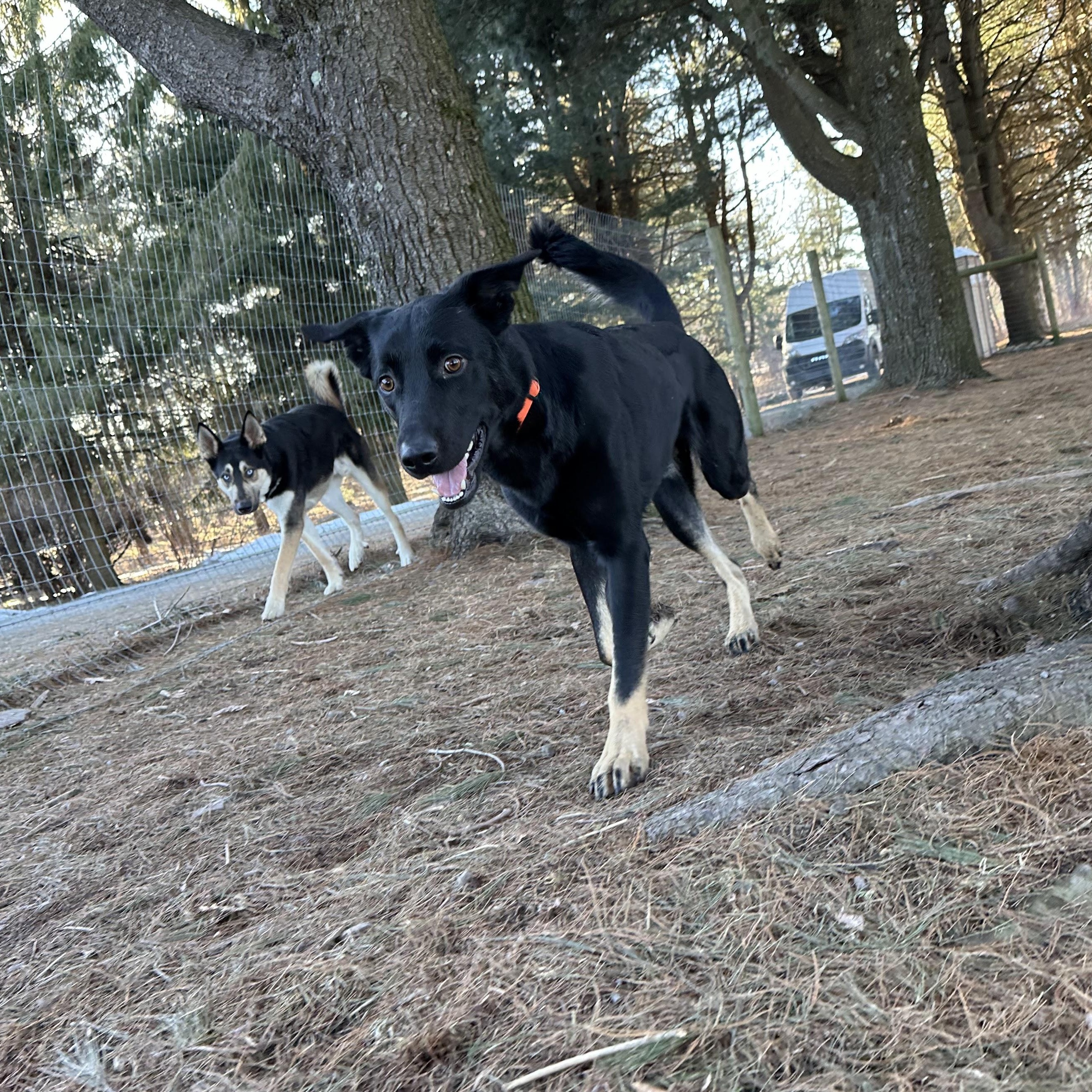 Enlarge Boots, a Adoptable mixed breed in Brooklyn, NY image 6/6