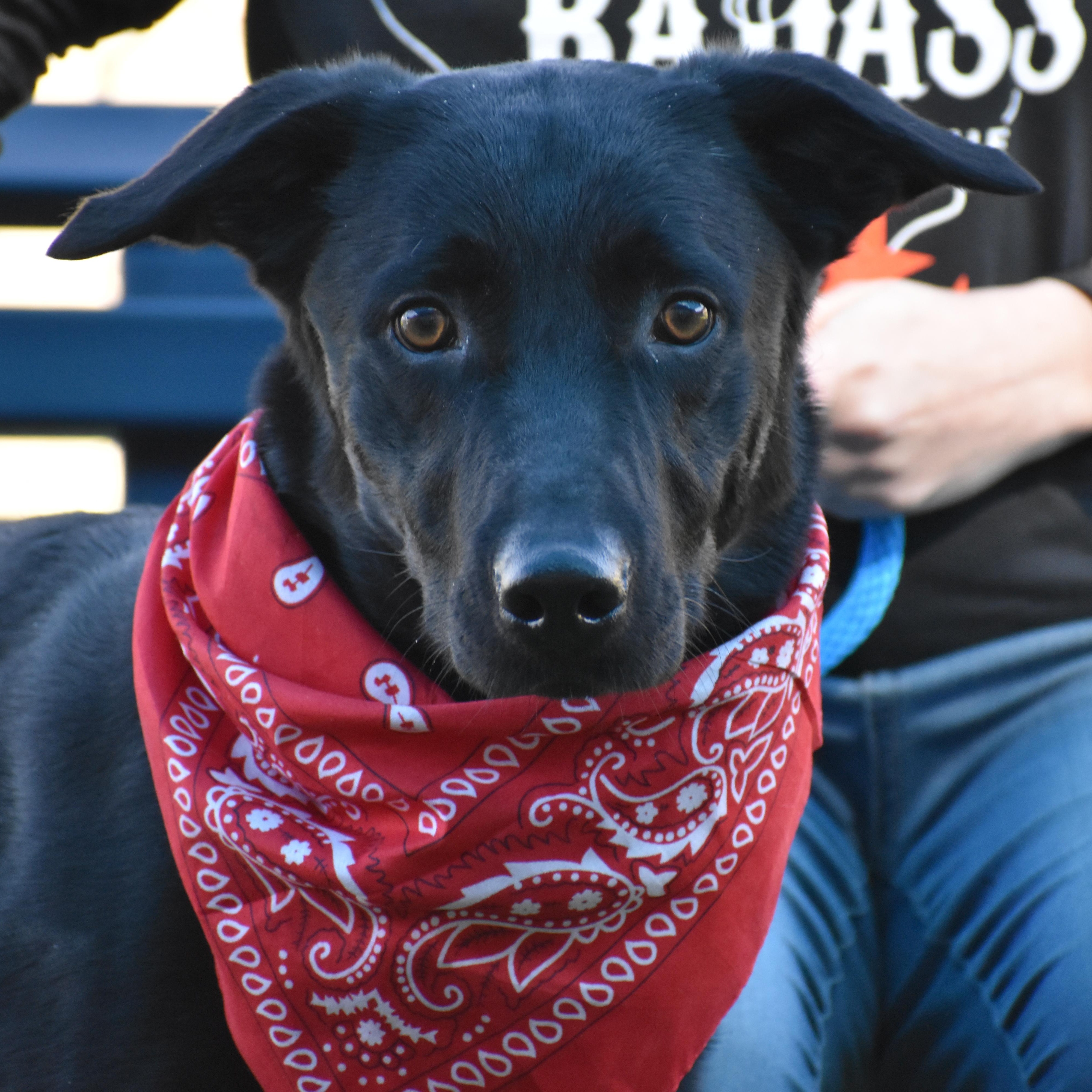 Enlarge Boots, a Adoptable mixed breed in Brooklyn, NY image 2/6