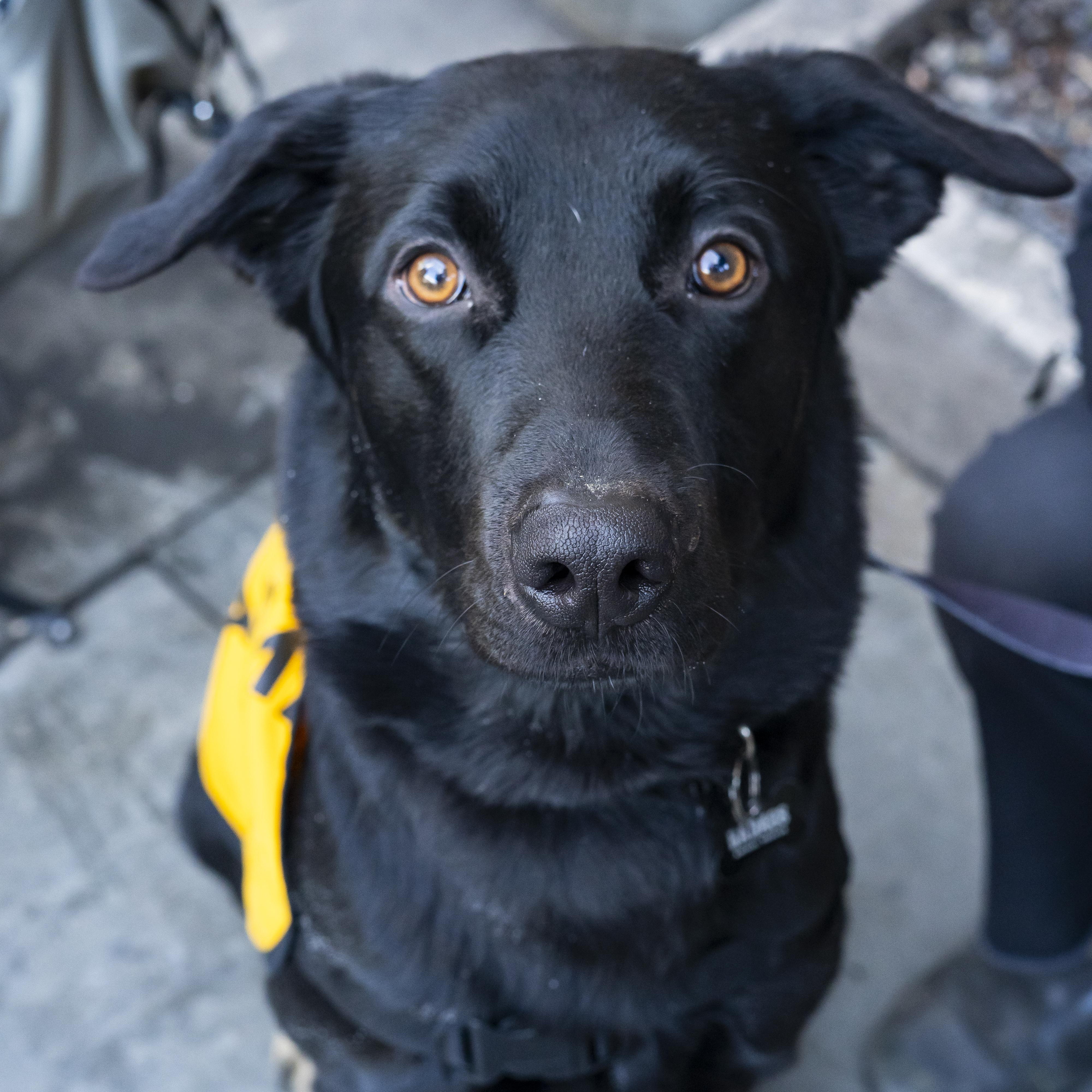 Enlarge Boots, a Adoptable mixed breed in Brooklyn, NY image 3/6