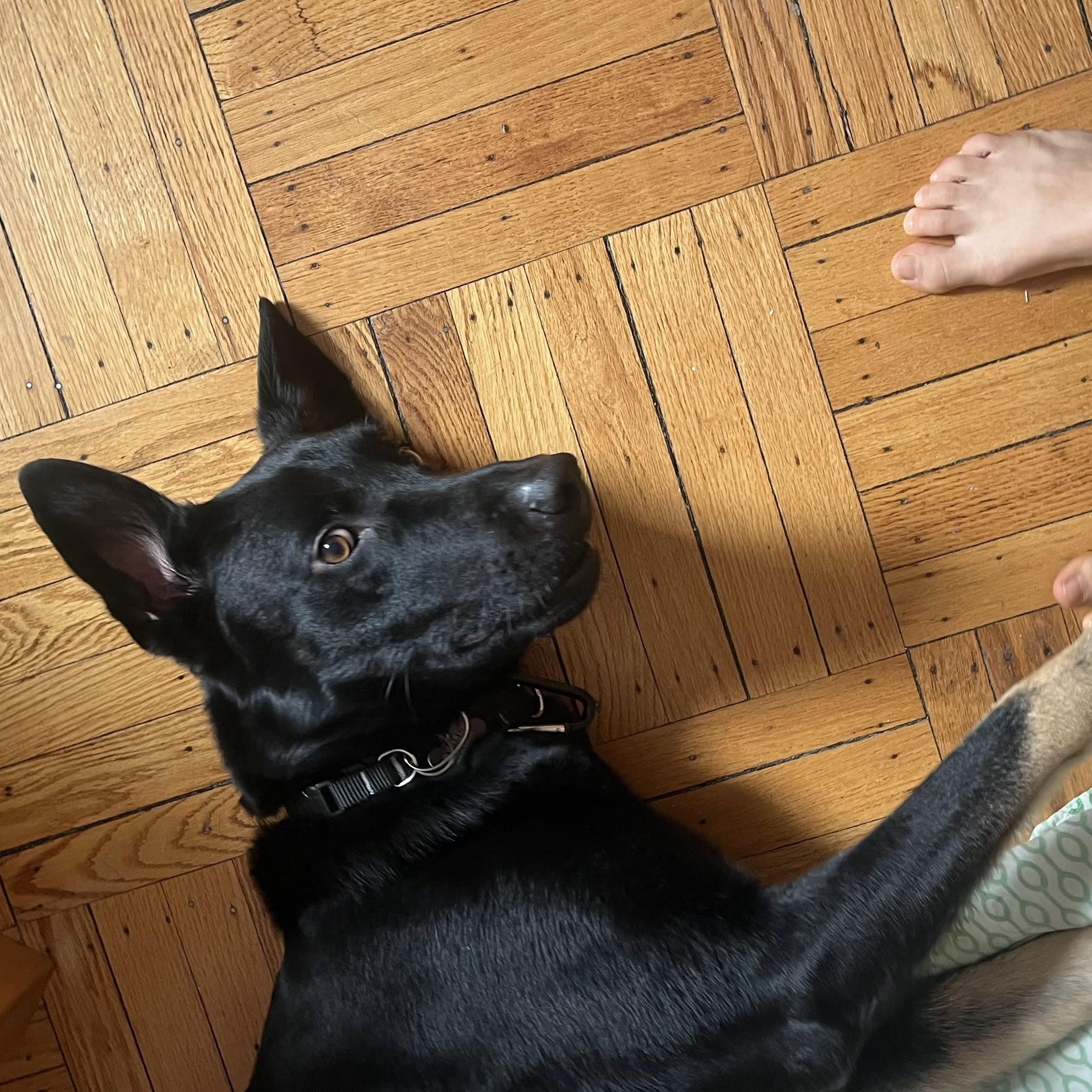 Enlarge Boots, a Adoptable mixed breed in Brooklyn, NY image 5/6