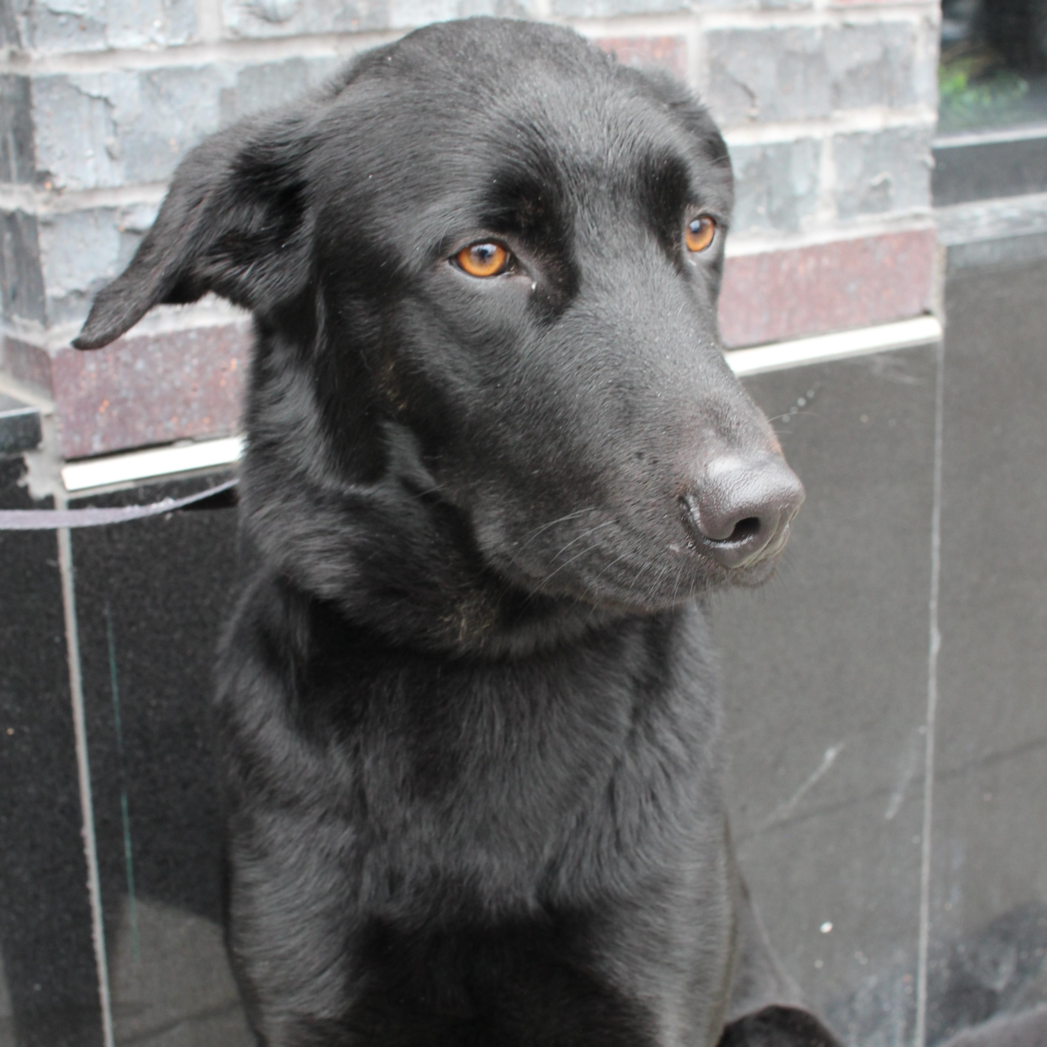 Enlarge Boots, a Adoptable mixed breed in Brooklyn, NY image 4/6