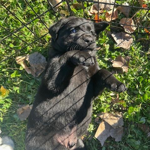 Cookie, Adoptable, Puppy Male Mixed Breed.