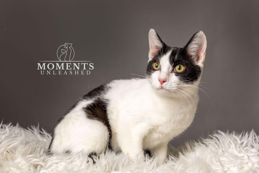 Matthew, ADOPTABLE, Kitten Male Domestic Short Hair.