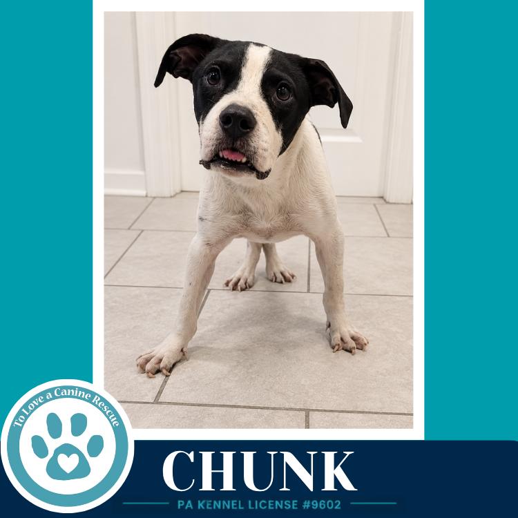 Enlarge Chunk 071826, a Adoptable mixed breed in Kimberton, PA image 1/6
