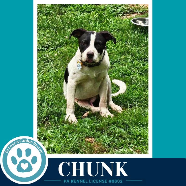 Enlarge Chunk 071826, a Adoptable mixed breed in Kimberton, PA image 2/6