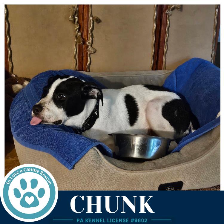 Enlarge Chunk 071826, a Adoptable mixed breed in Kimberton, PA image 3/6