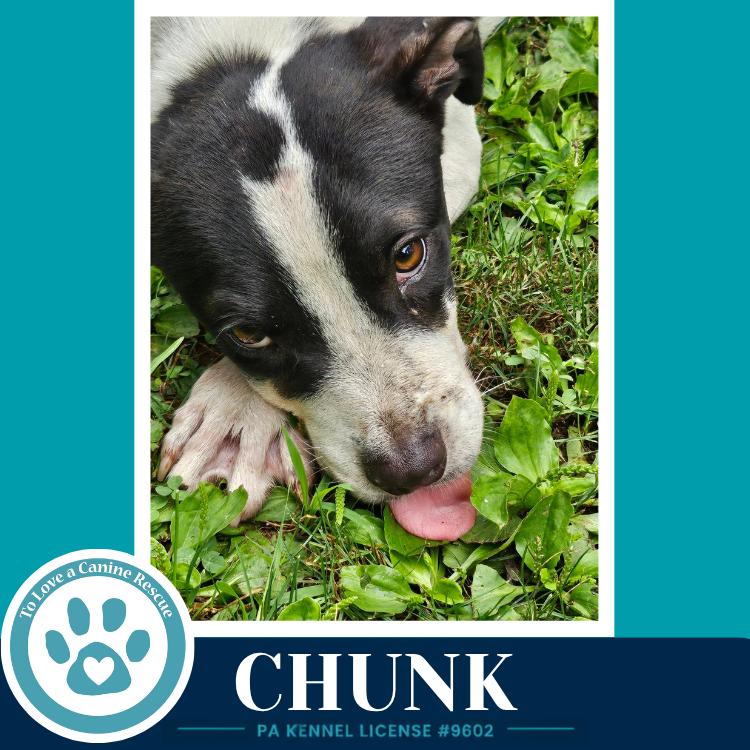 Enlarge Chunk 071826, a Adoptable mixed breed in Kimberton, PA image 4/6