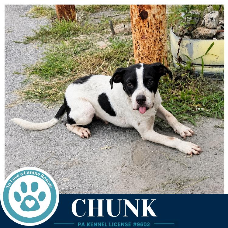 Enlarge Chunk 071826, a Adoptable mixed breed in Kimberton, PA image 5/6
