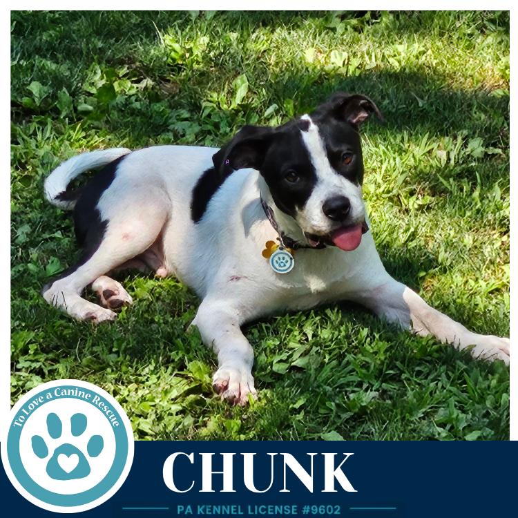 Enlarge Chunk 071826, a Adoptable mixed breed in Kimberton, PA image 6/6