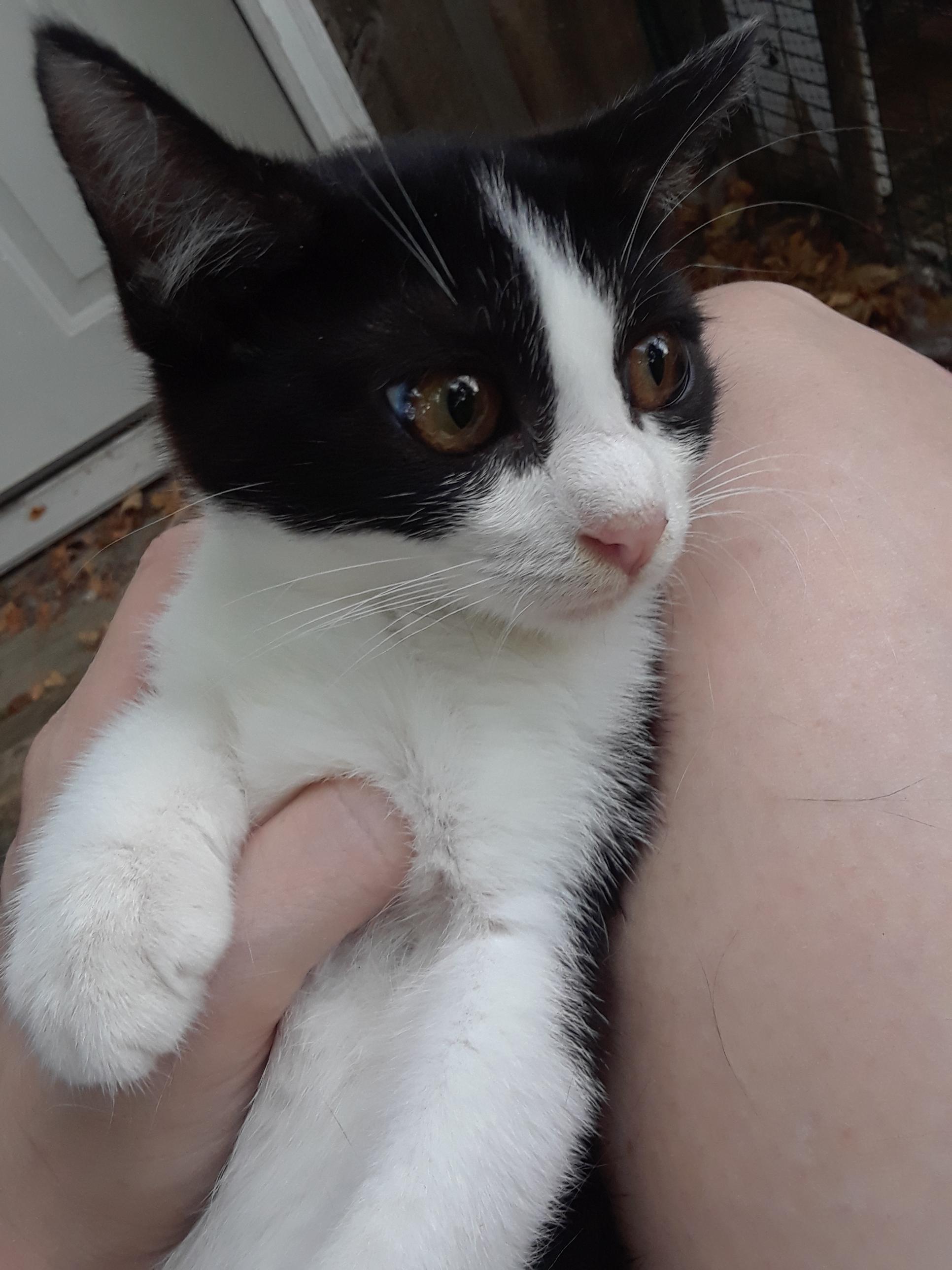 Enlarge Falcon, a Adoptable Domestic Short Hair in Millerton, PA image 2/6