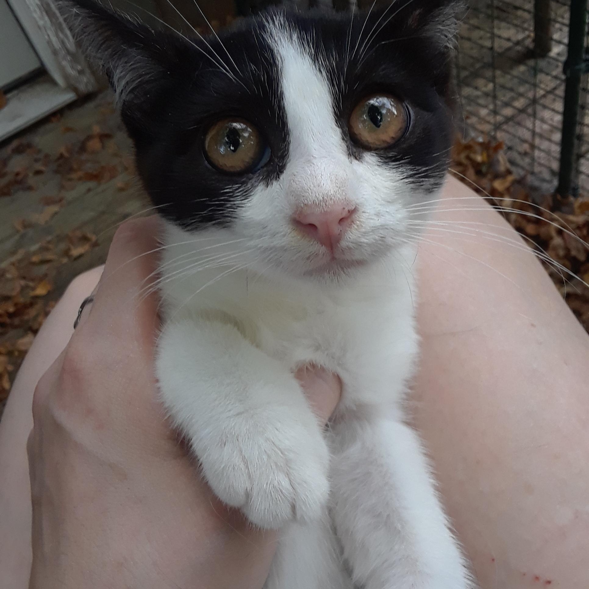 Enlarge Falcon, a Adoptable Domestic Short Hair in Millerton, PA image 1/6