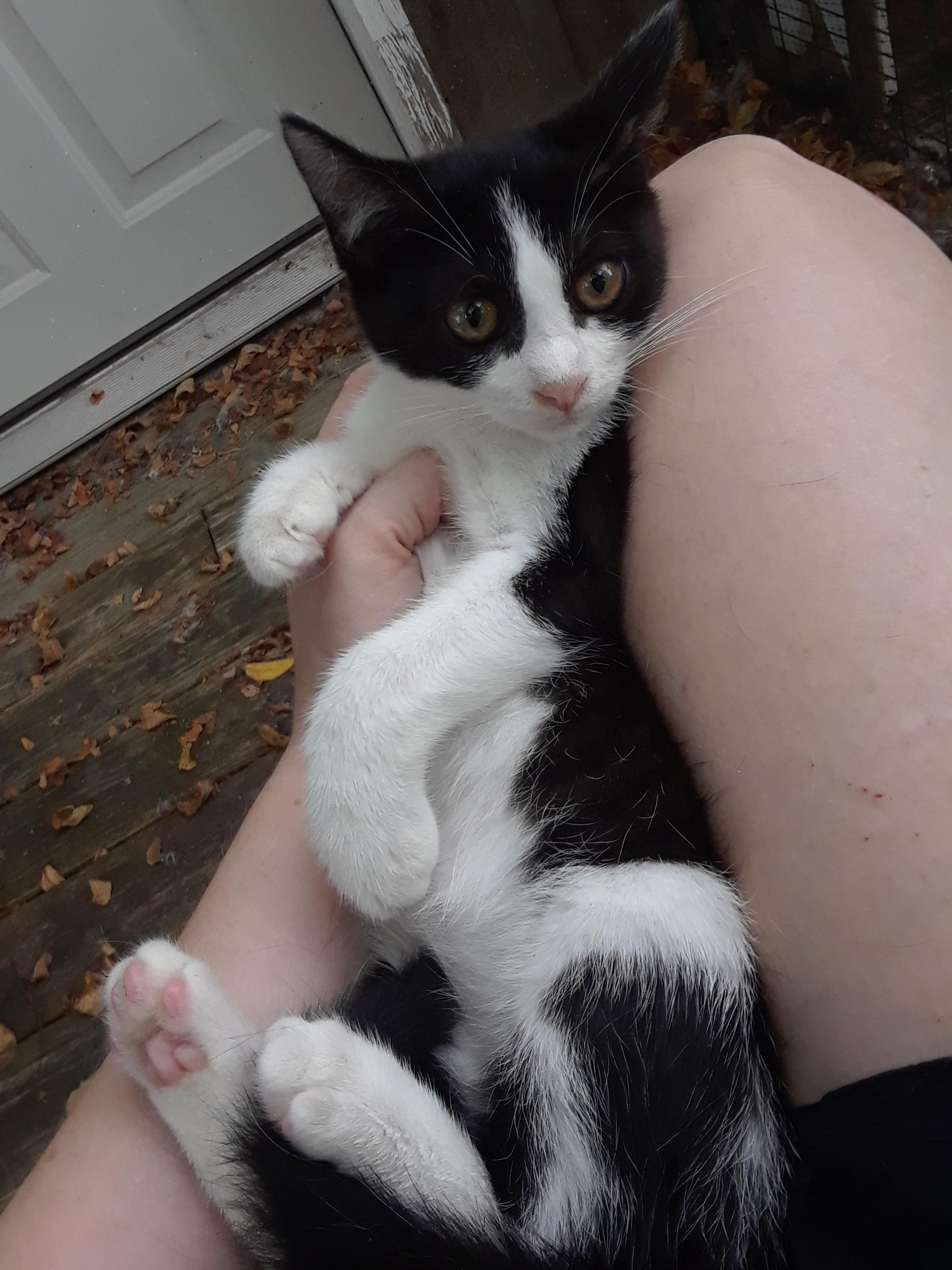 Enlarge Falcon, a Adoptable Domestic Short Hair in Millerton, PA image 4/6