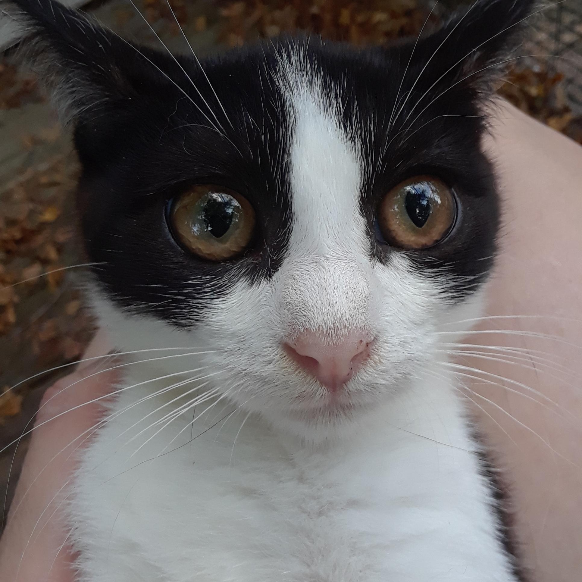 Enlarge Falcon, a Adoptable Domestic Short Hair in Millerton, PA image 5/6