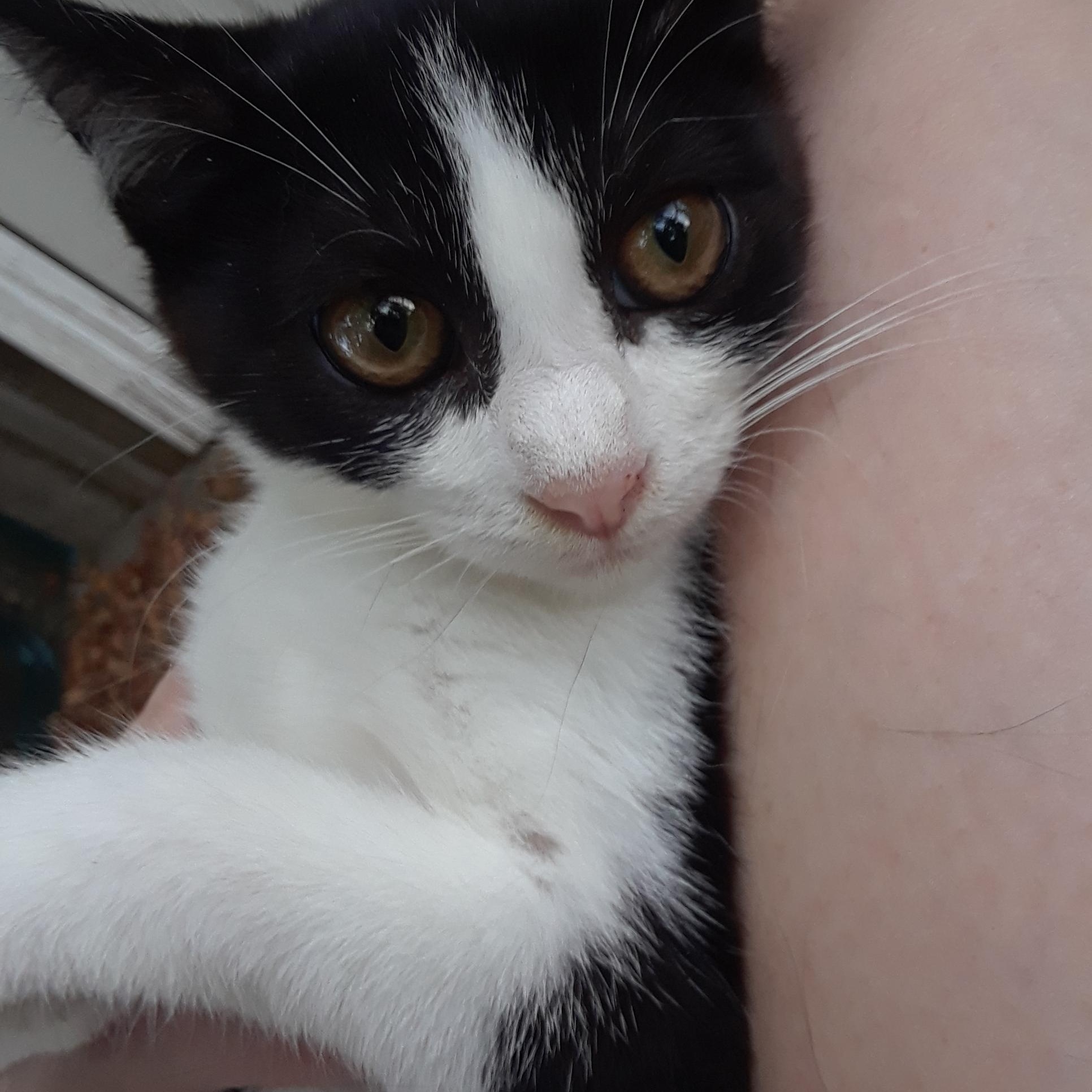 Enlarge Falcon, a Adoptable Domestic Short Hair in Millerton, PA image 6/6