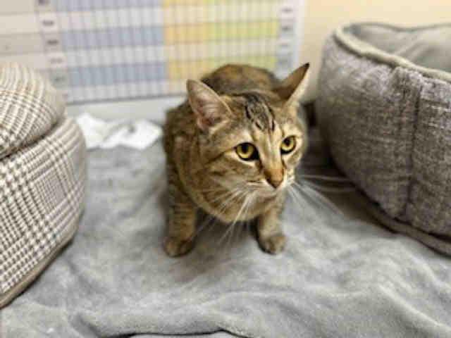Enlarge BELLA, a Adoptable Domestic Short Hair in Carlsbad, CA image 1/1