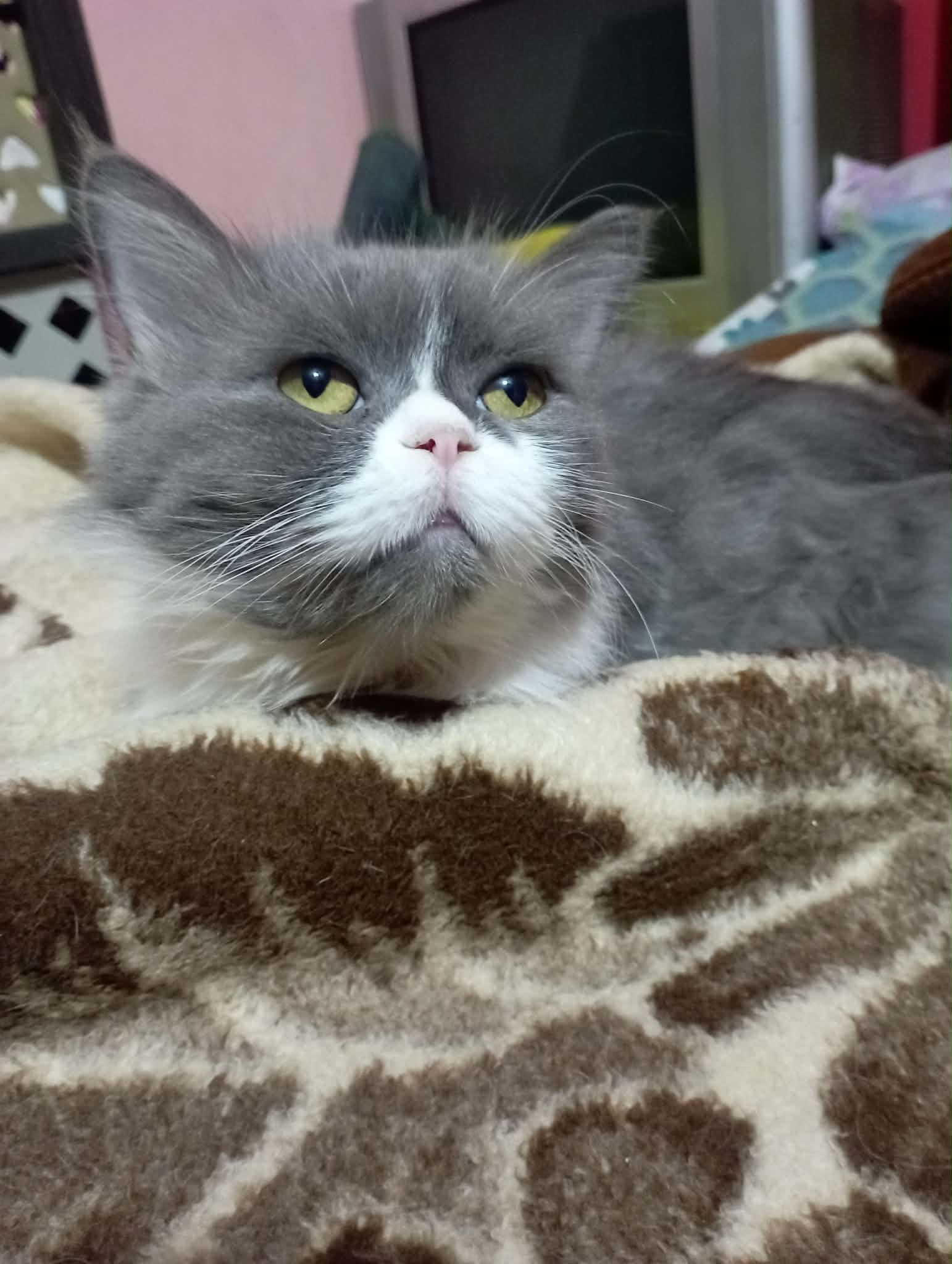 Fifi (Persian), ADOPTABLE, Young Female Persian.