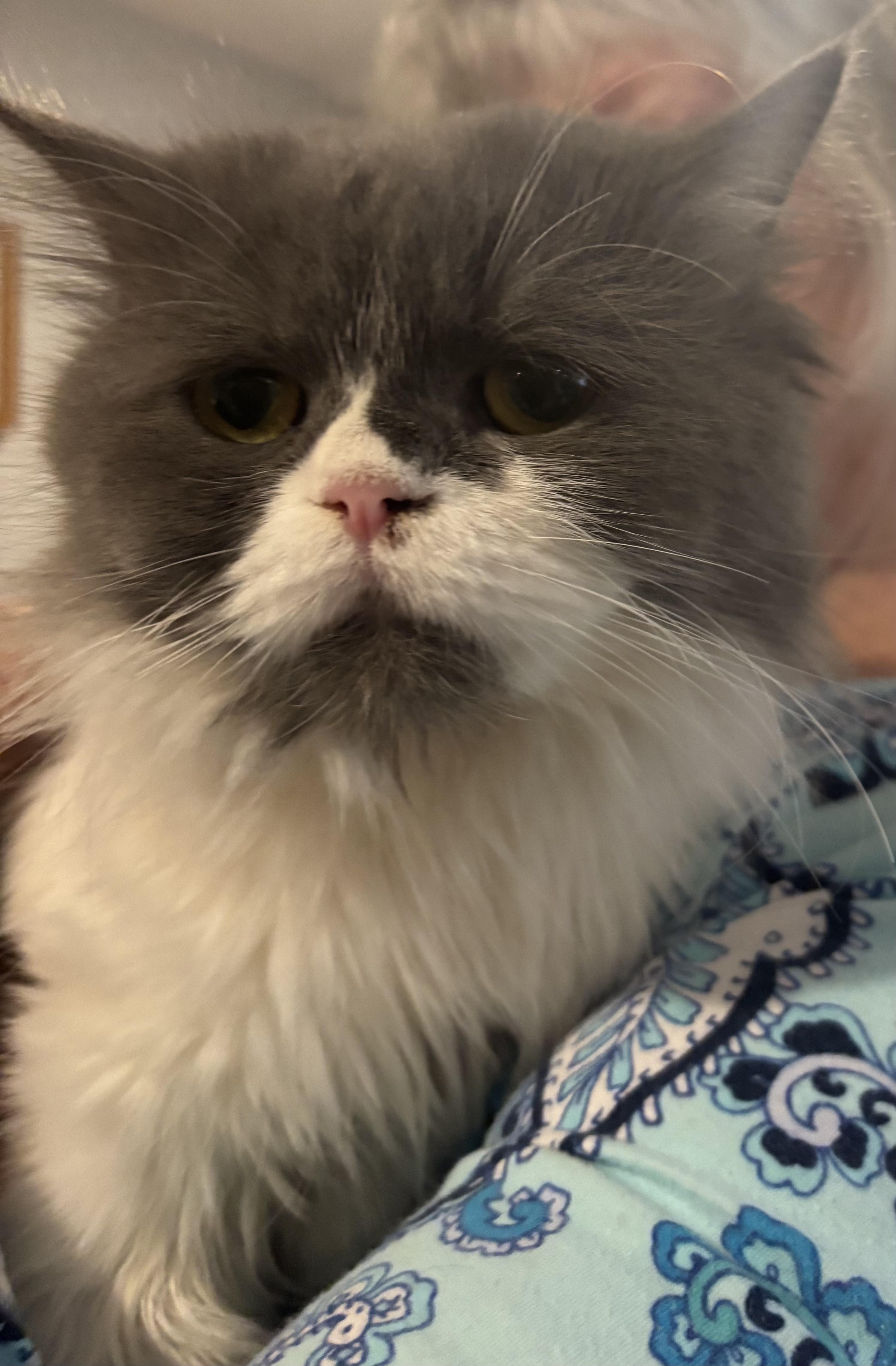 Enlarge Fifi (Persian), a ADOPTABLE Persian in Fairfax, VA image 2/3