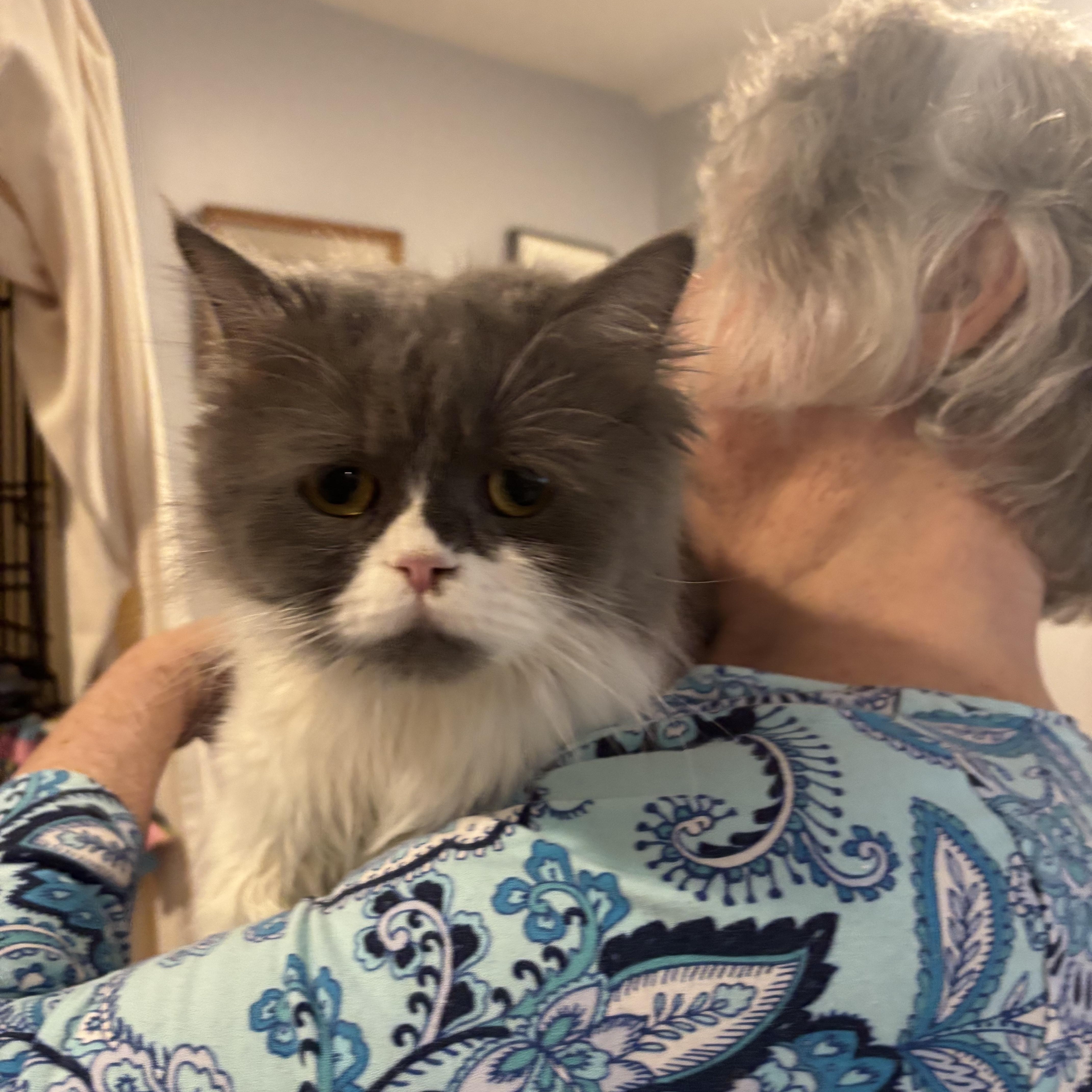 Enlarge Fifi (Persian), a ADOPTABLE Persian in Fairfax, VA image 3/3