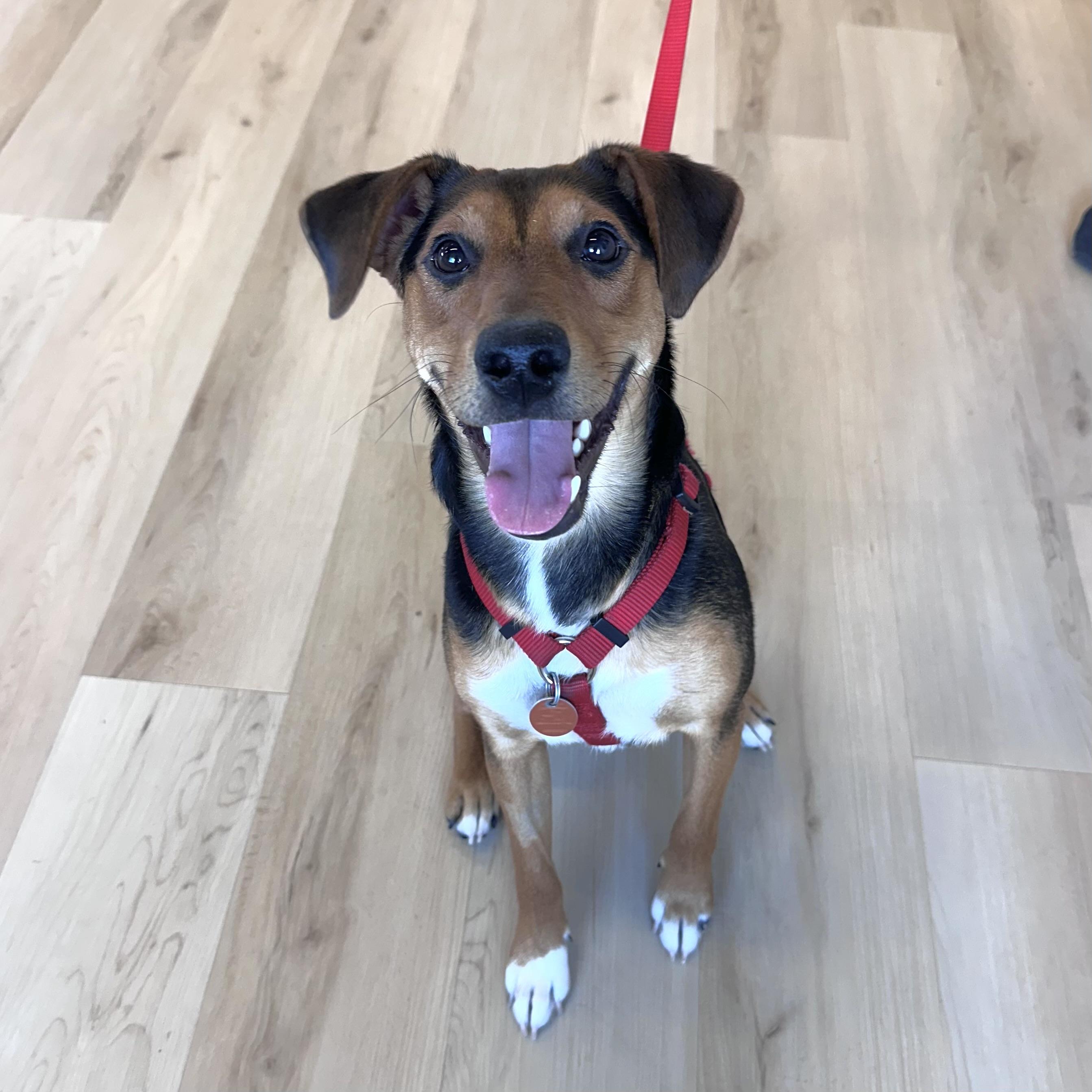 Marty, an adopted mixed breed in Prior Lake, MN image 2/6